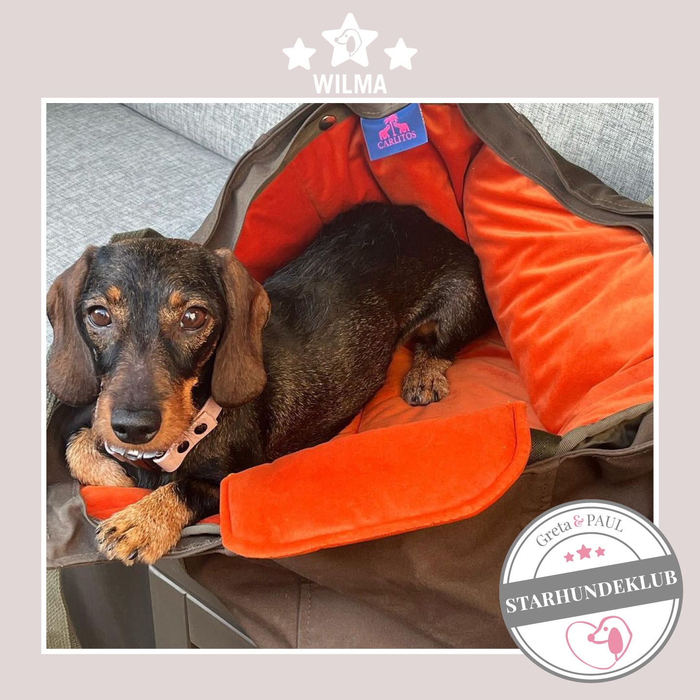 Starhundeklub-Mitglied Wilma liegt in ihrer gemütlichen Canvas-Hundetasche von Greta & PAUL.
