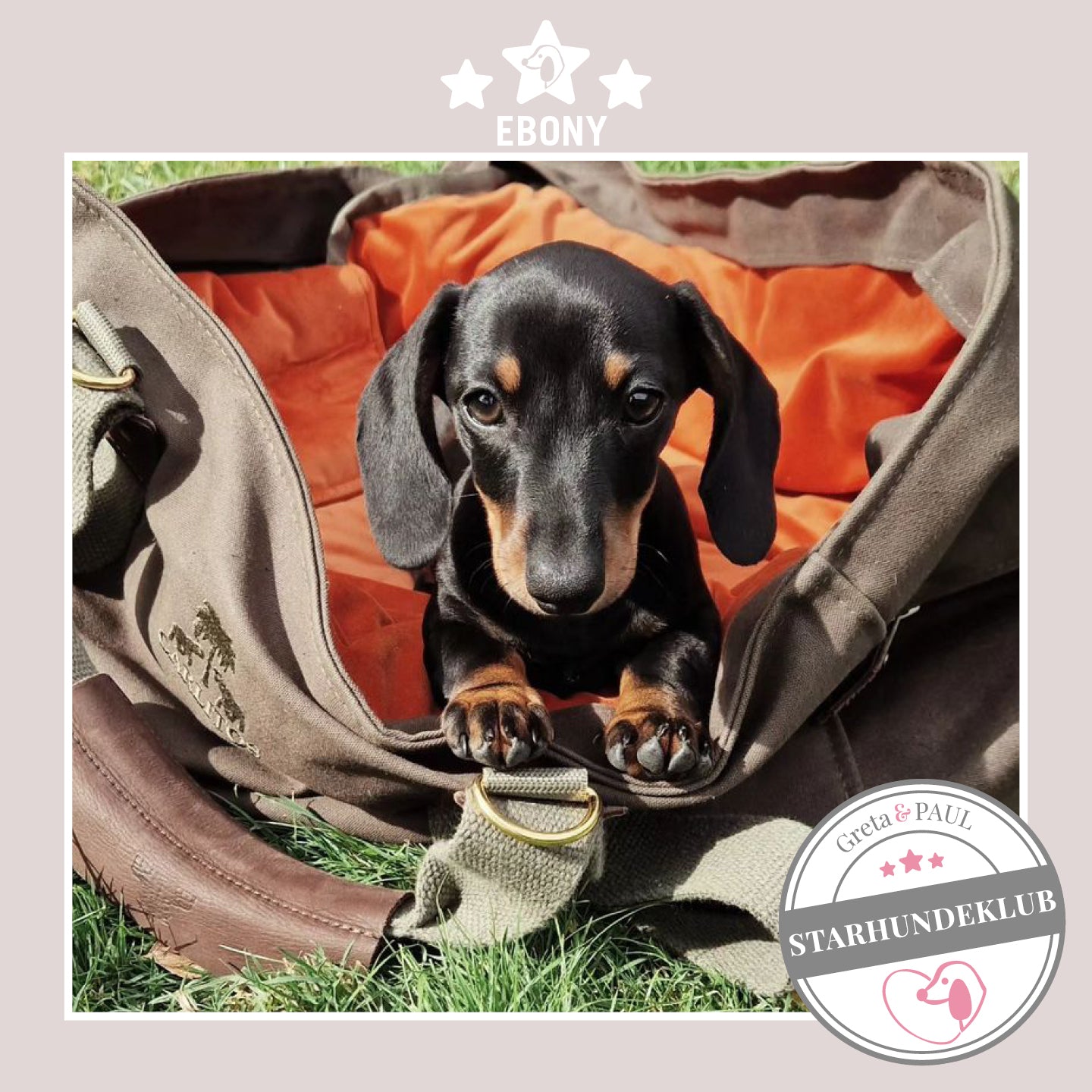 Starhundeklub-Mitglied Ebony sitzt in seiner gemütlichen Canvas-Hundetasche von Greta & PAUL.
