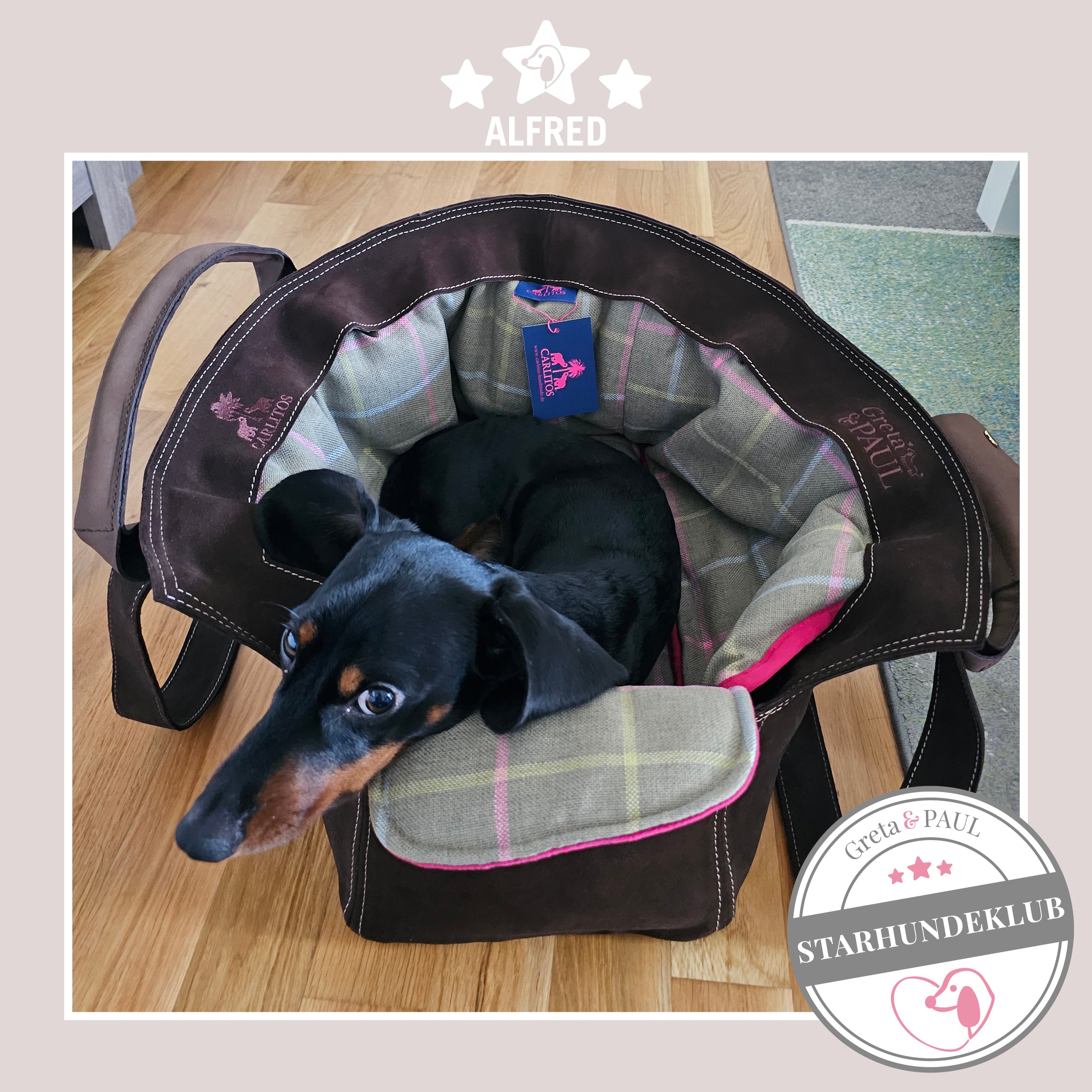 Starhundeklub-Mitglied Alfred sitzt in seiner gemütlichen, handgefertigten Wildleder-Hundetasche von Greta & PAUL.