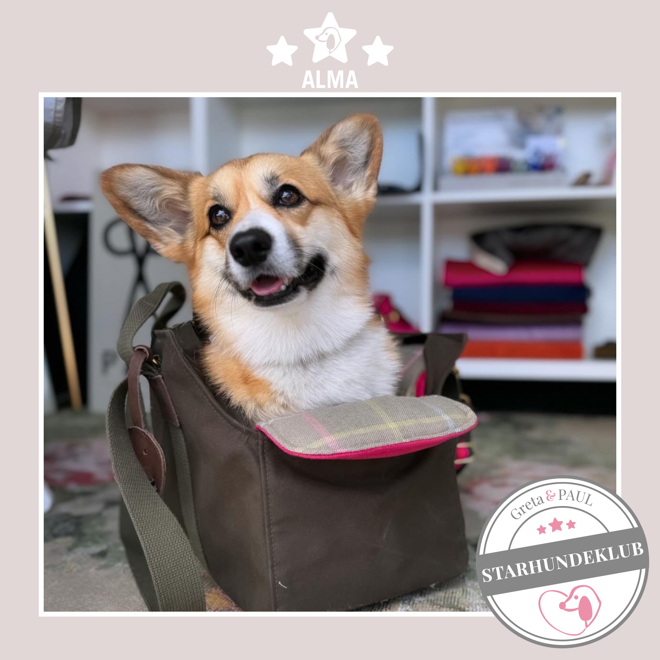 Starhundeklub-Mitglied Alma sitzt in ihrer gemütlichen, handgefertigten Canvas-Hundetasche von Greta & PAUL.
