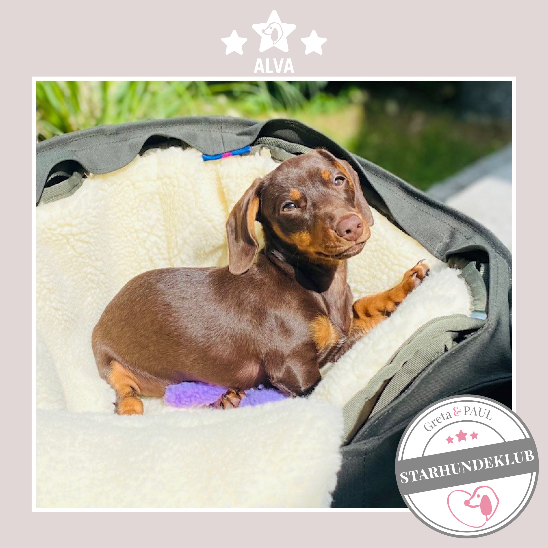 Starhundeklub-Mitglied Alva liegt in ihrer gemütlichen, handgefertigten Canvas-Hundetasche von Greta & PAUL.
