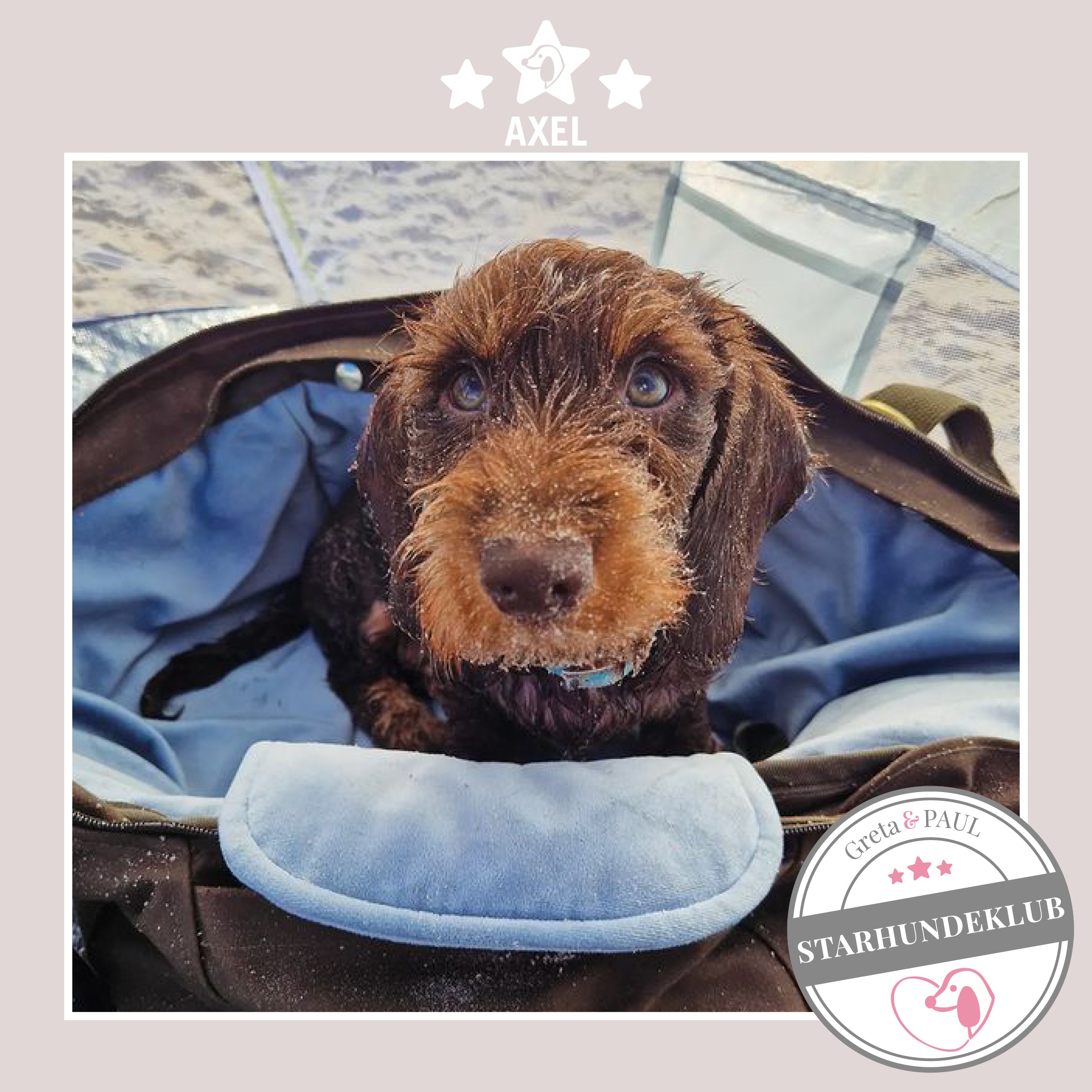 Starhundeklub-Mitglied Axel in seiner gemütlichen, handgefertigten Canvas-Hundetasche von Greta & PAUL.