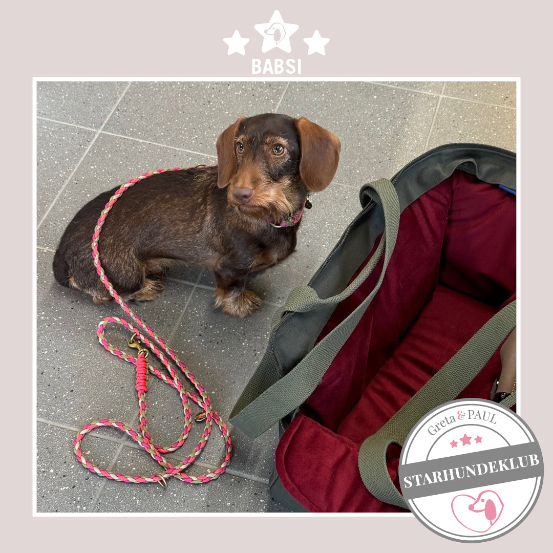 Starhundeklub-Mitglied Babsi sitzt neben ihrer gemütlichen, handgefertigten Canvas-Hundetasche von Greta & PAUL.