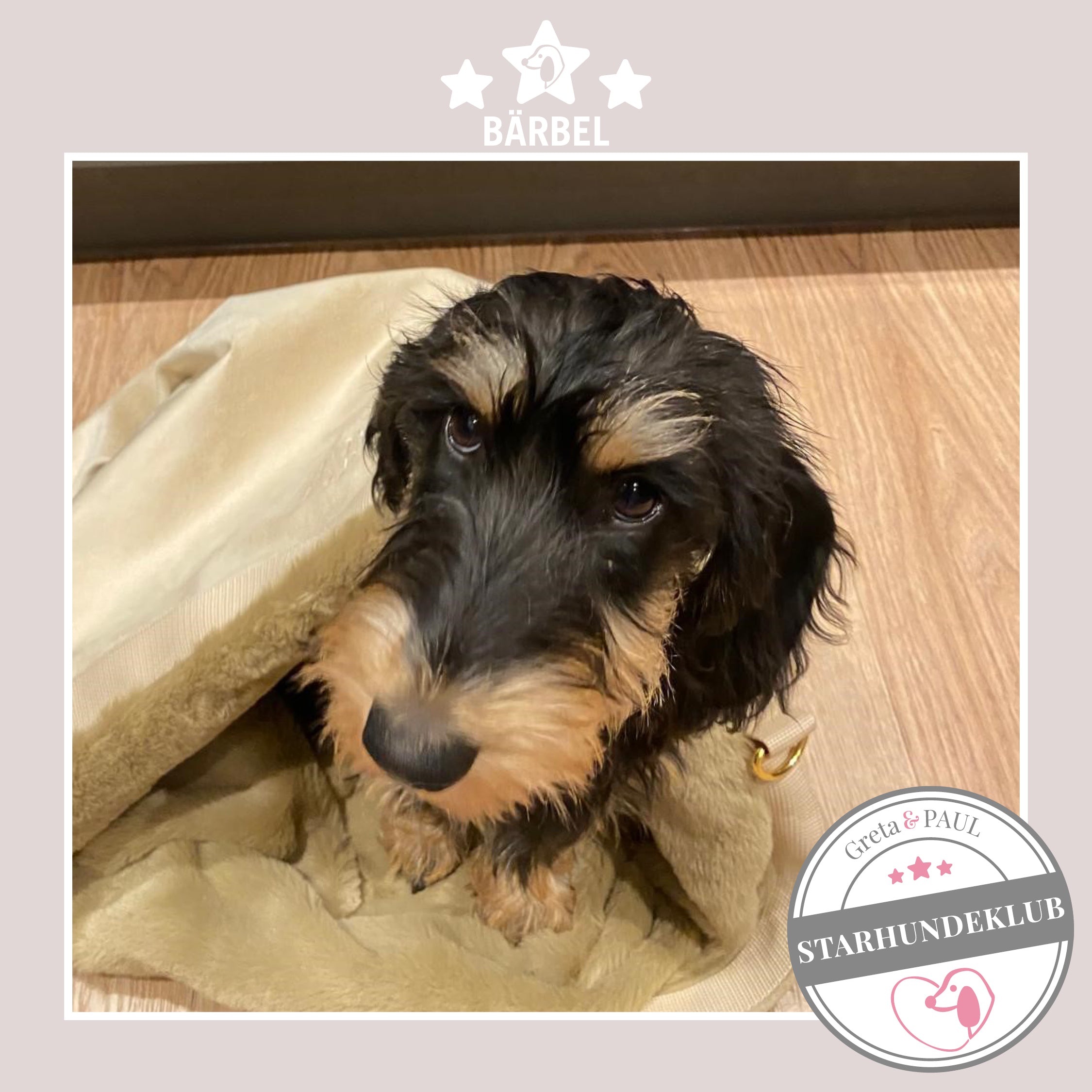 Starhundeklub-Mitglied Bärbel schaut aus ihrem gemütlichen, handgefertigten Wende-Flausch-Säckchen von Greta & PAUL.