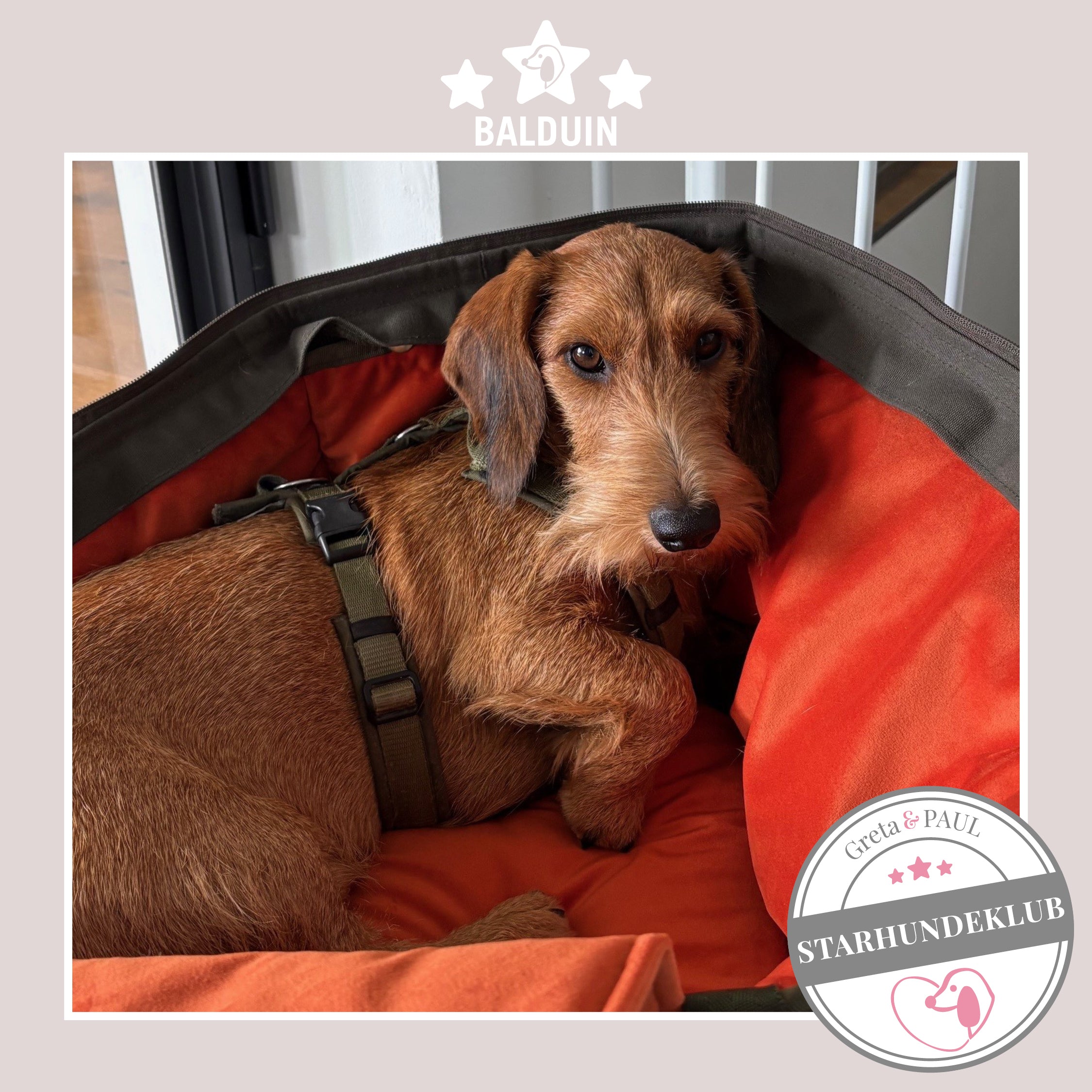Starhundeklub-Mitglied Balduin liegt in seiner gemütlichen, handgefertigten Canvas-Hundetasche von Greta & PAUL.