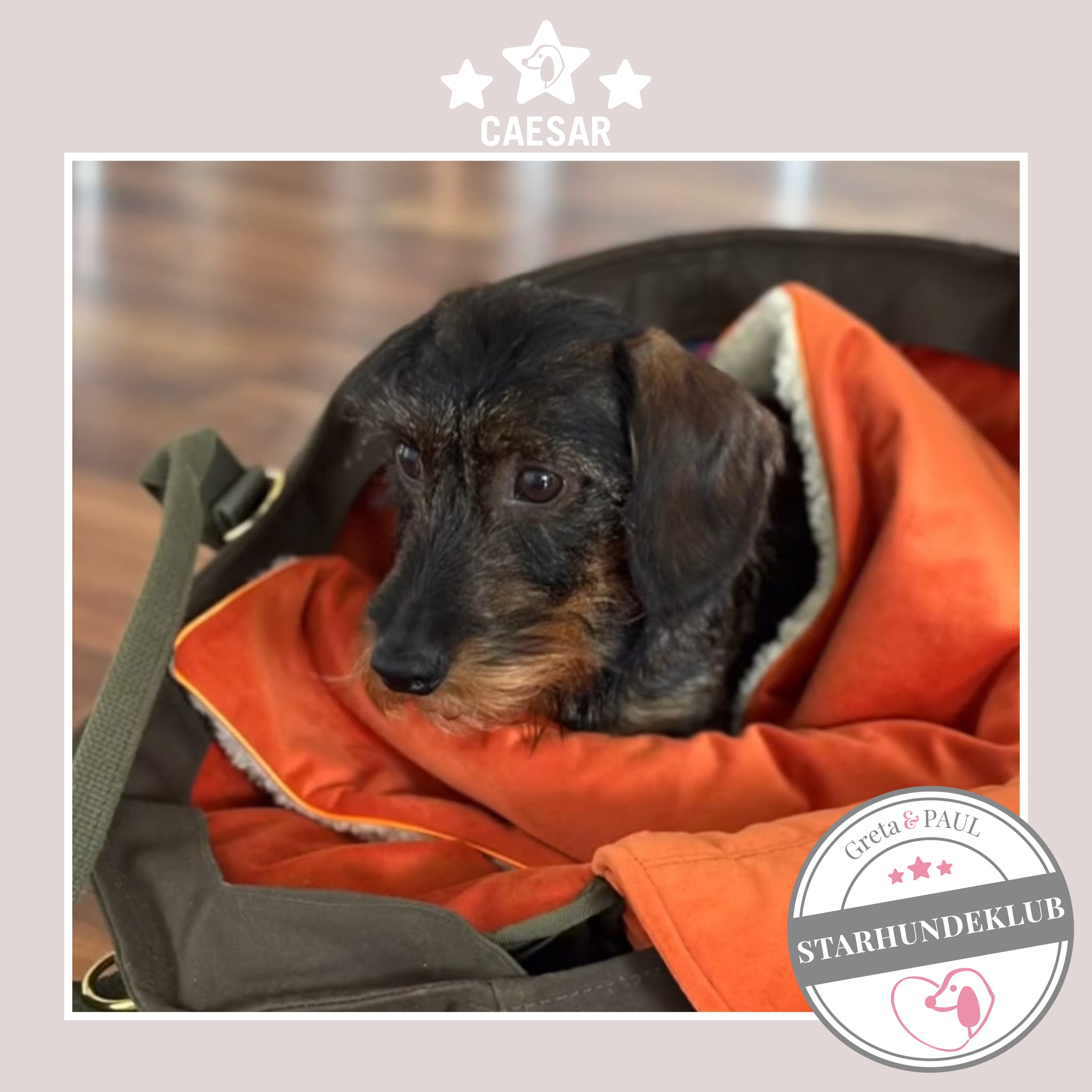 Starhundeklub-Mitglied Caesar guckt aus seiner gemütlichen, handgefertigten Canvas-Hundetasche von Greta & PAUL.