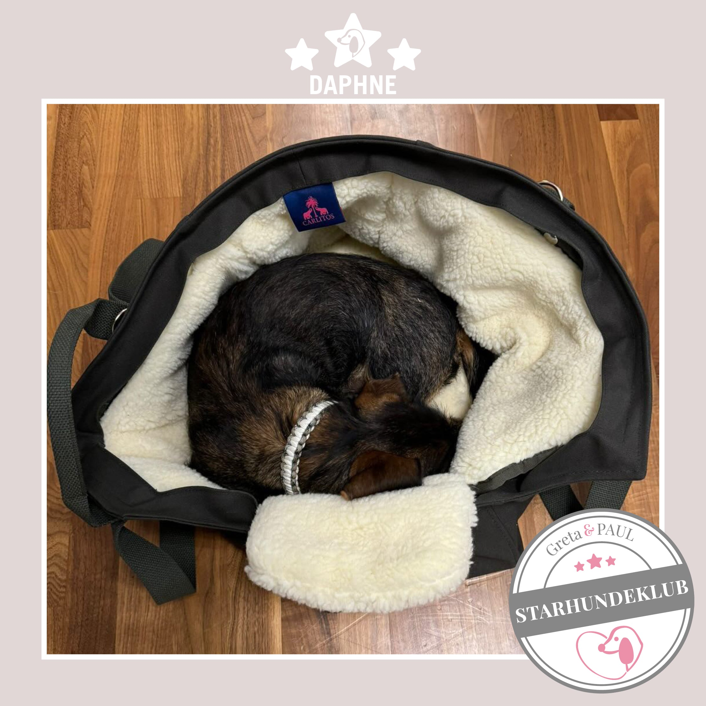 Starhundeklub-Mitglied Daphne liegt in ihrer gemütlichen, handgefertigten Canvas-Hundetasche von Greta & PAUL.