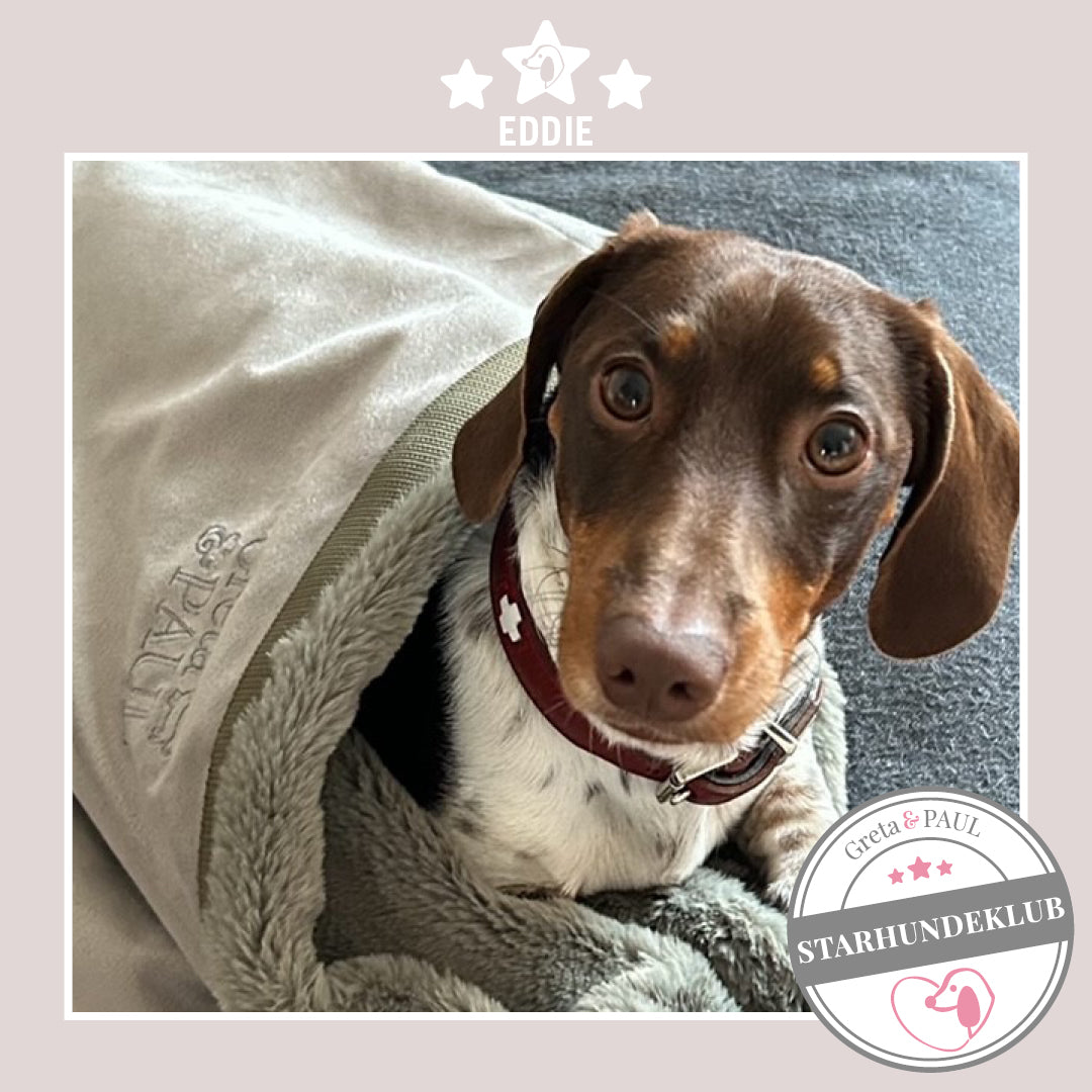 Starhundeklub-Mitglied Eddie liegt in seinem Flausch-Wende-Säckchen von Greta & PAUL.