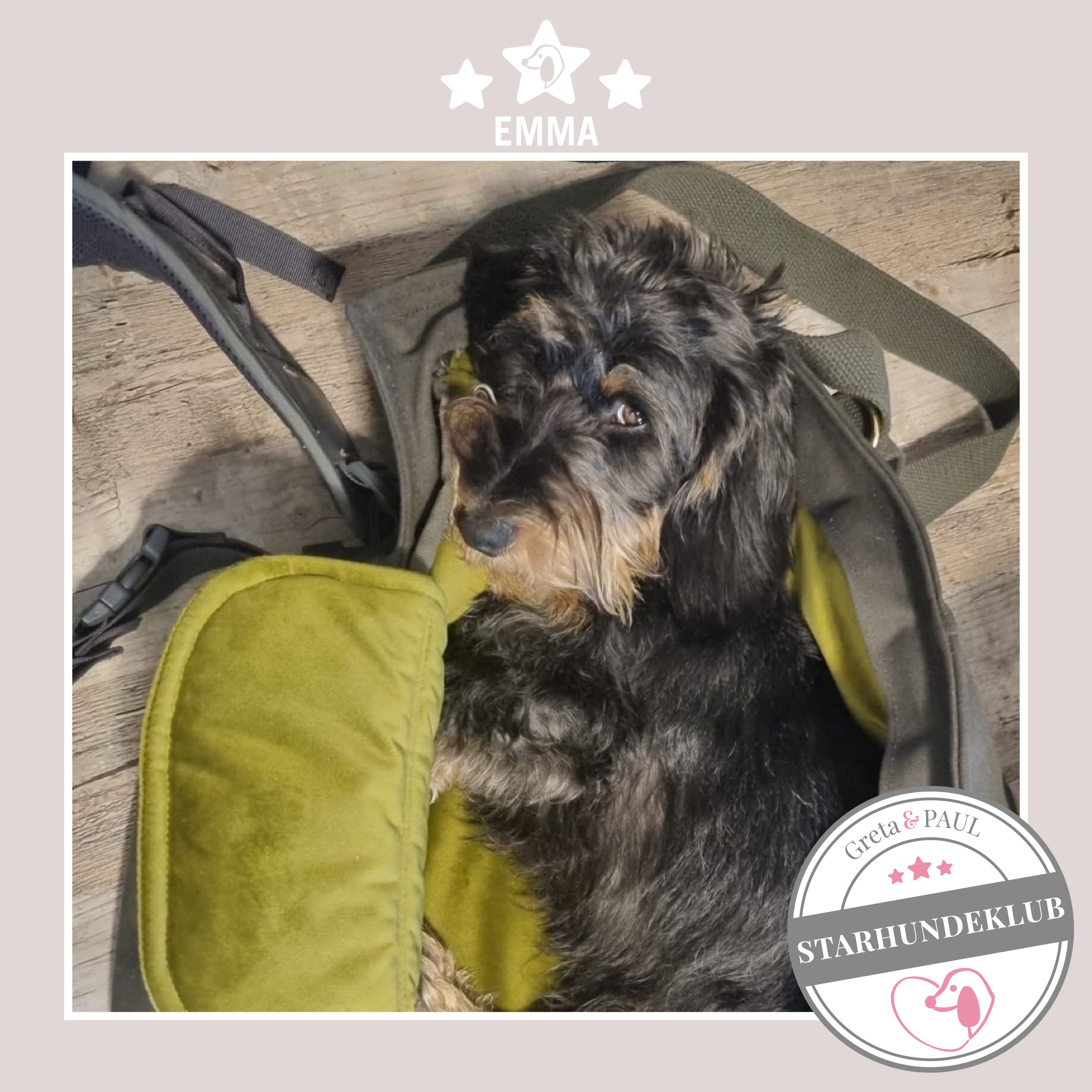 Starhundeklub-Mitglied Emma liegt in ihrer gemütlichen, handgefertigten Canvas-Hundetasche von Greta & PAUL.