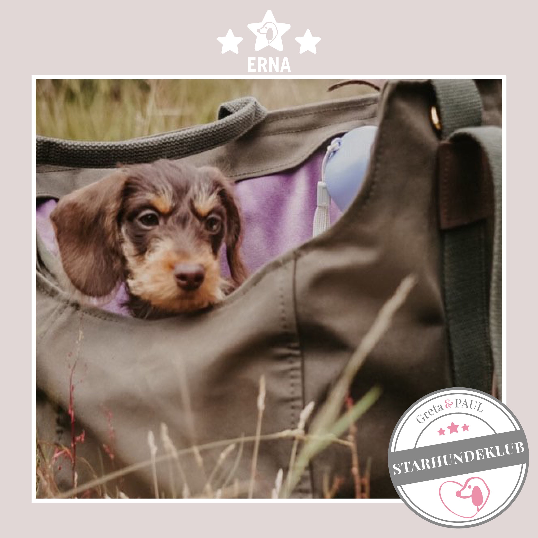 Starhundeklub-Mitglied Guckt aus ihrer gemütlichen, handgefertigten Canvas-Hundetasche von Greta & PAUL.
