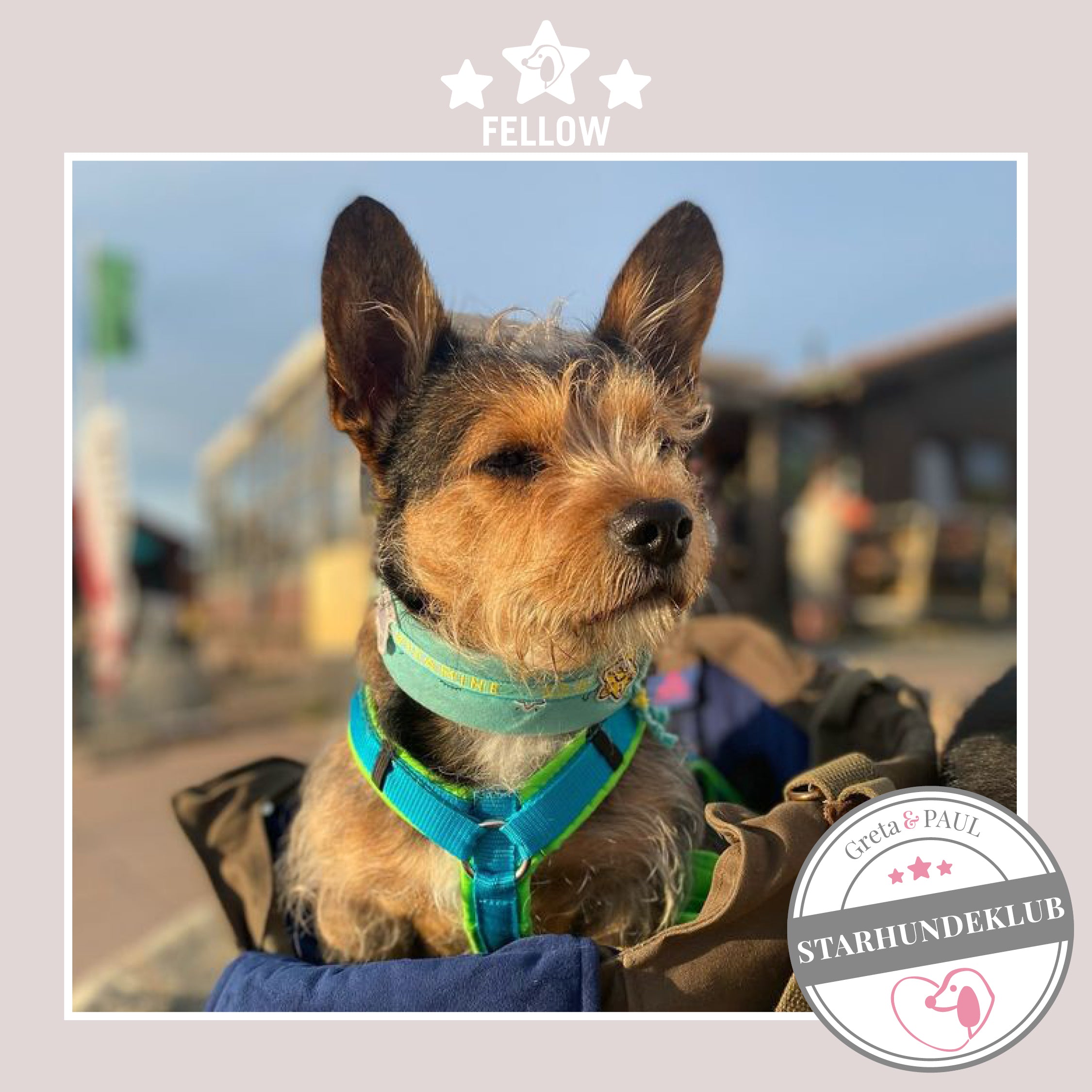 Starhundeklub-Mitglied Fellow sitzt in seiner gemütlichen, handgefertigten Canvas-Hundetasche von Greta & PAUL.