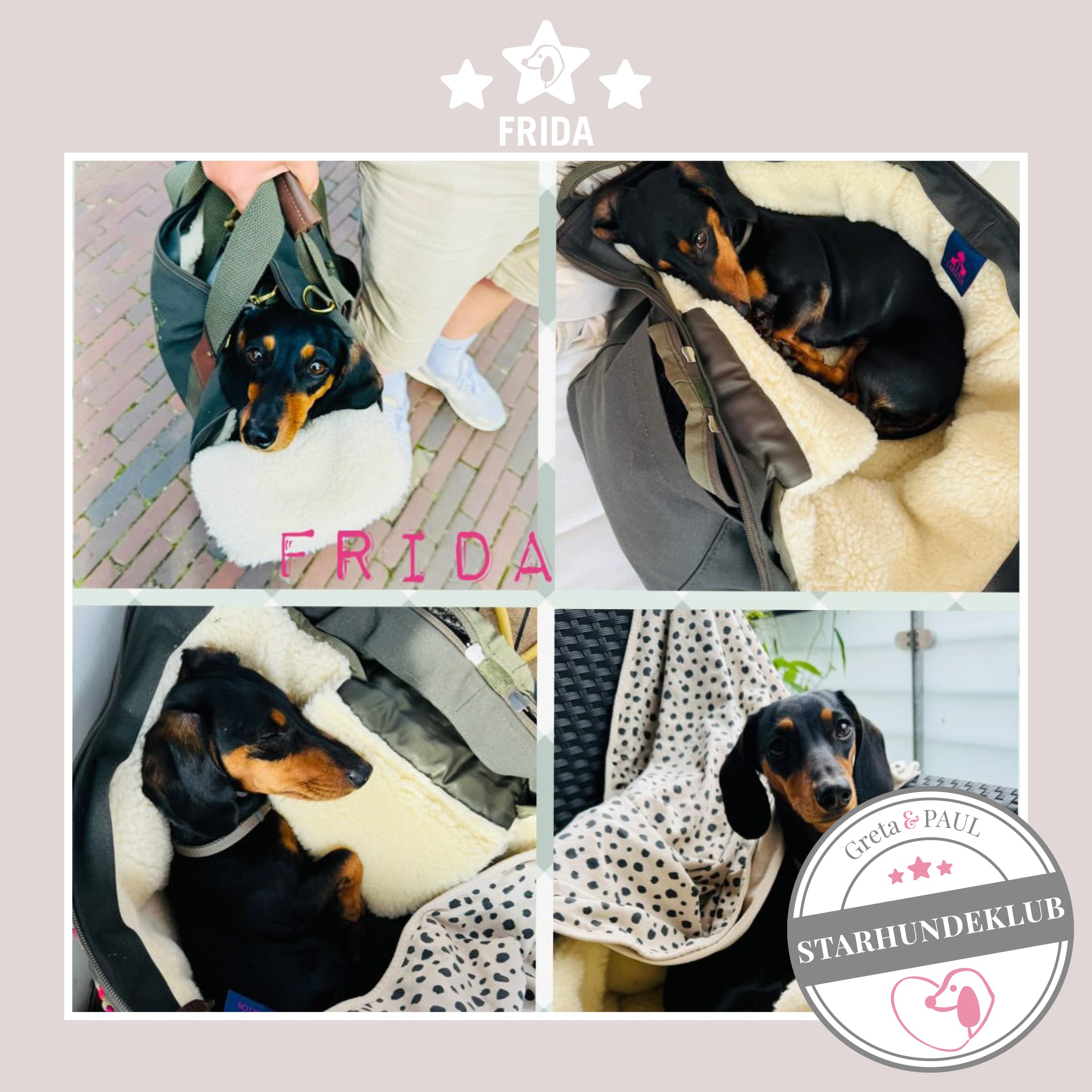 Eine Collage vom Starhundeklub-Mitglied Frida in ihrer gemütlichen, handgefertigten Canvas-Hundetasche von Greta & PAUL.