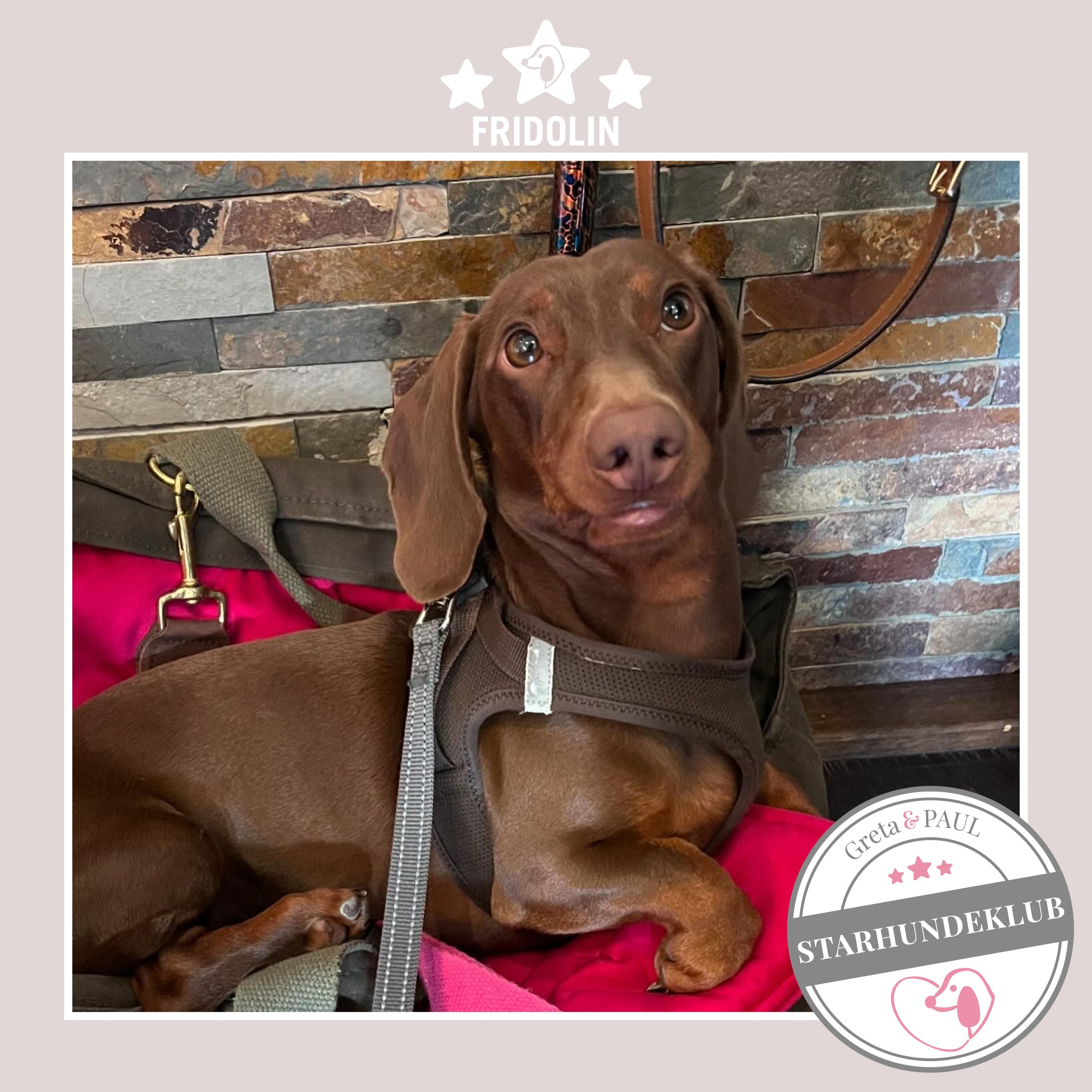 Starhundeklub-Mitglied Fridolin liegt in seiner gemütlichen, handgefertigten Canvas-Hundetasche von Greta & PAUL.