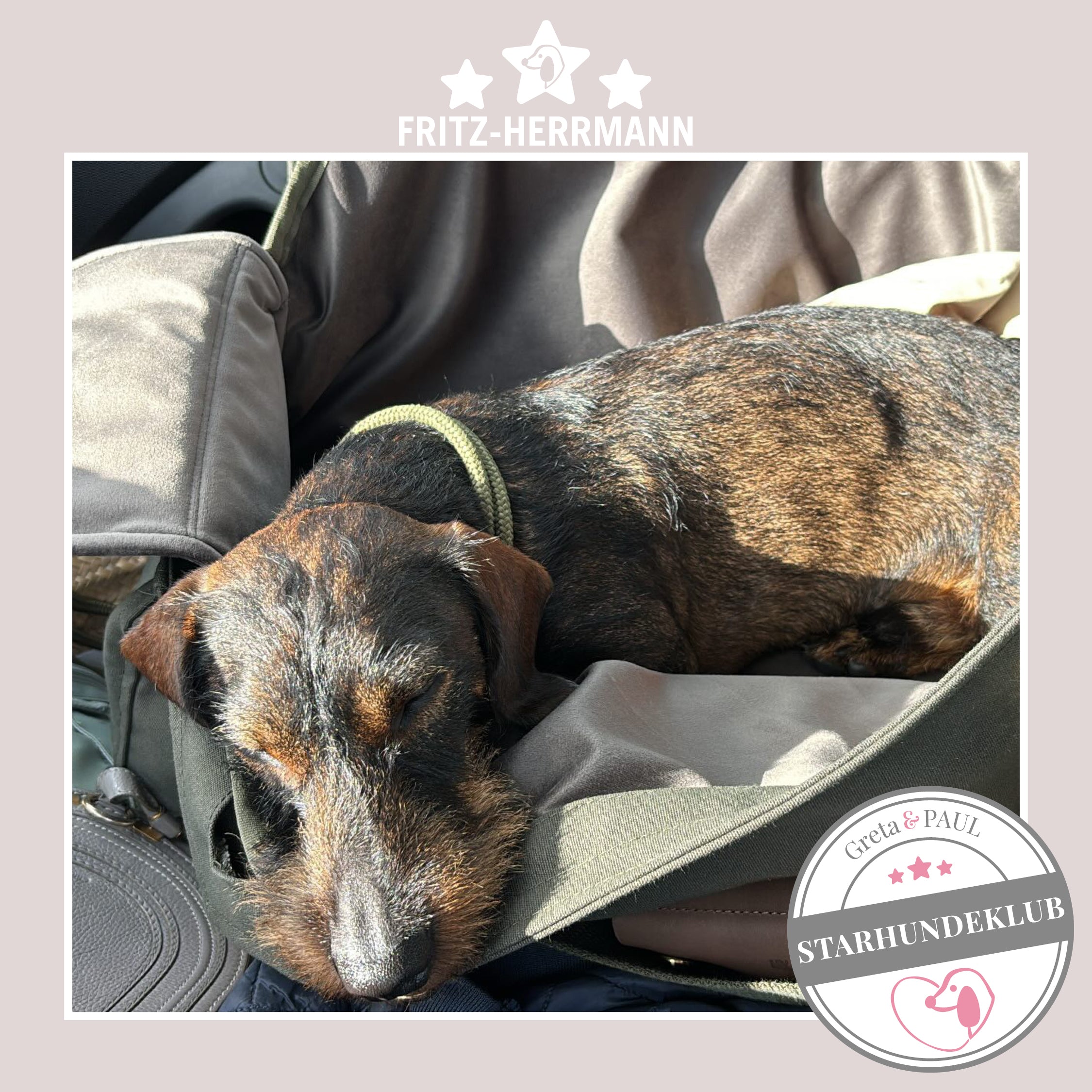 Starhundeklub-Mitglied Firtz-Herrmann sitzt in seiner gemütlichen, handgefertigten Canvas-Hundetasche von Greta & PAUL.