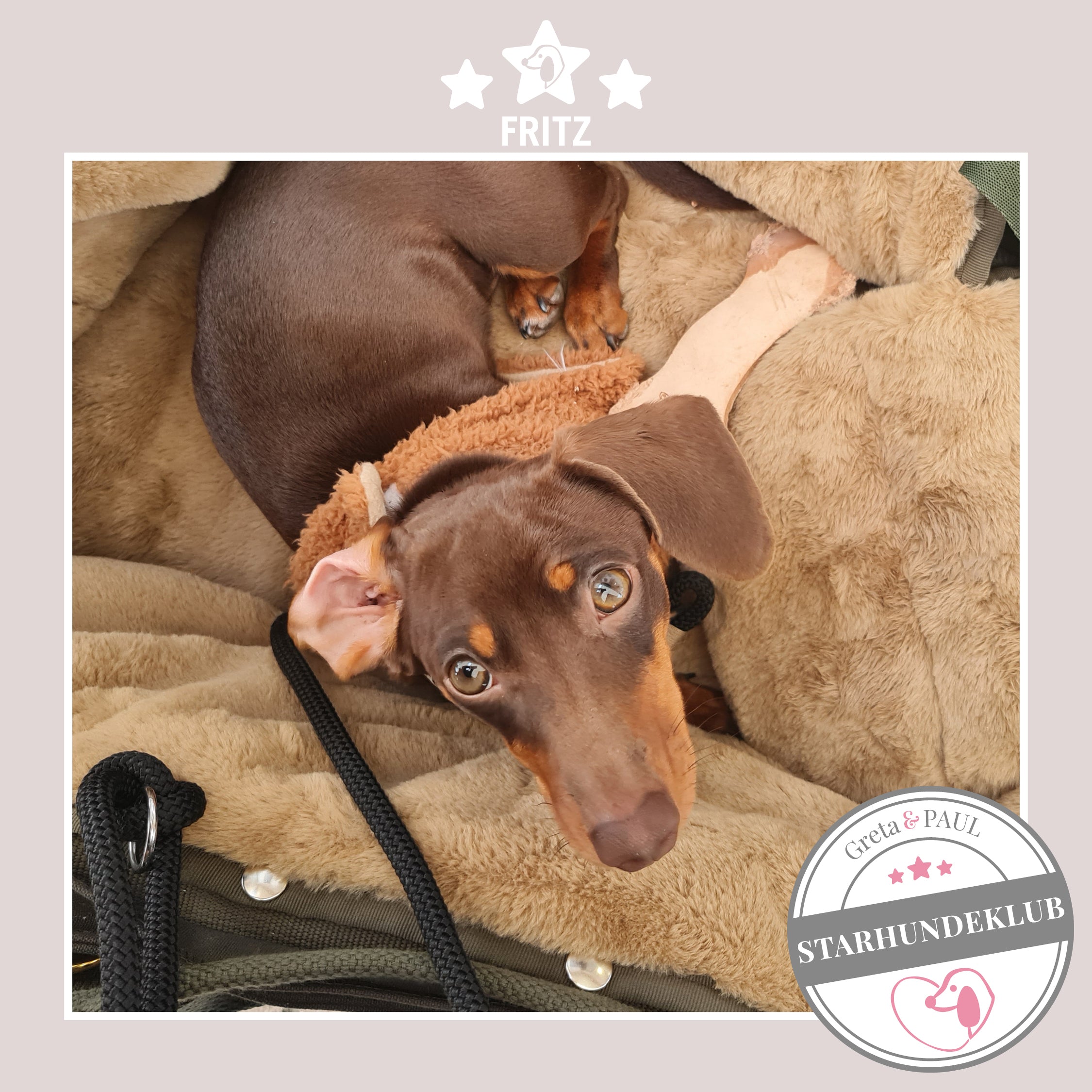 Starhundeklub-Mitglied Fritz guckt aus seiner gemütlichen, handgefertigten Canvas-Hundetasche von Greta & PAUL.