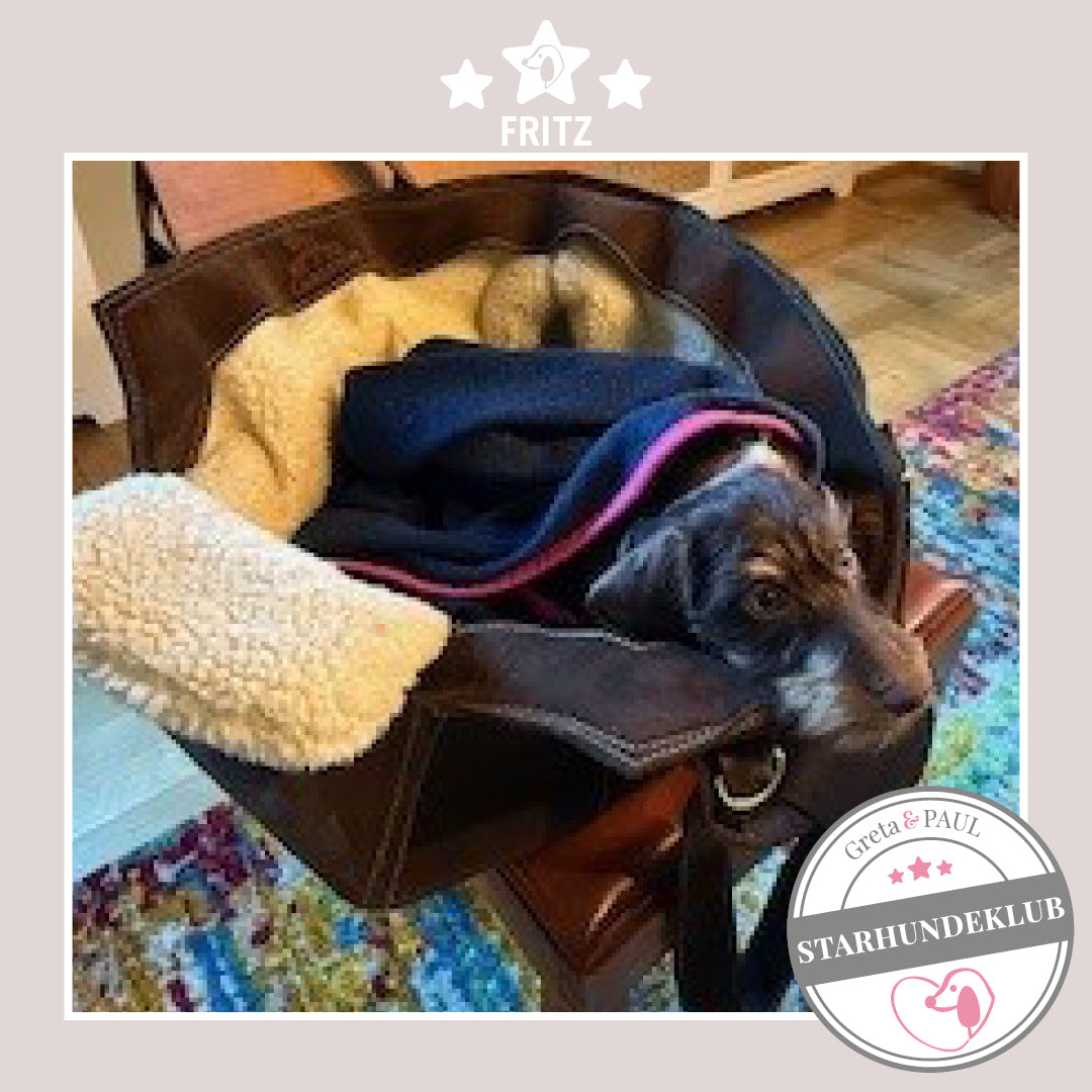 Starhundeklub-Mitglied Fritz liegt in seiner gemütlichen Wildleder-Hundetasche von Greta & PAUL.