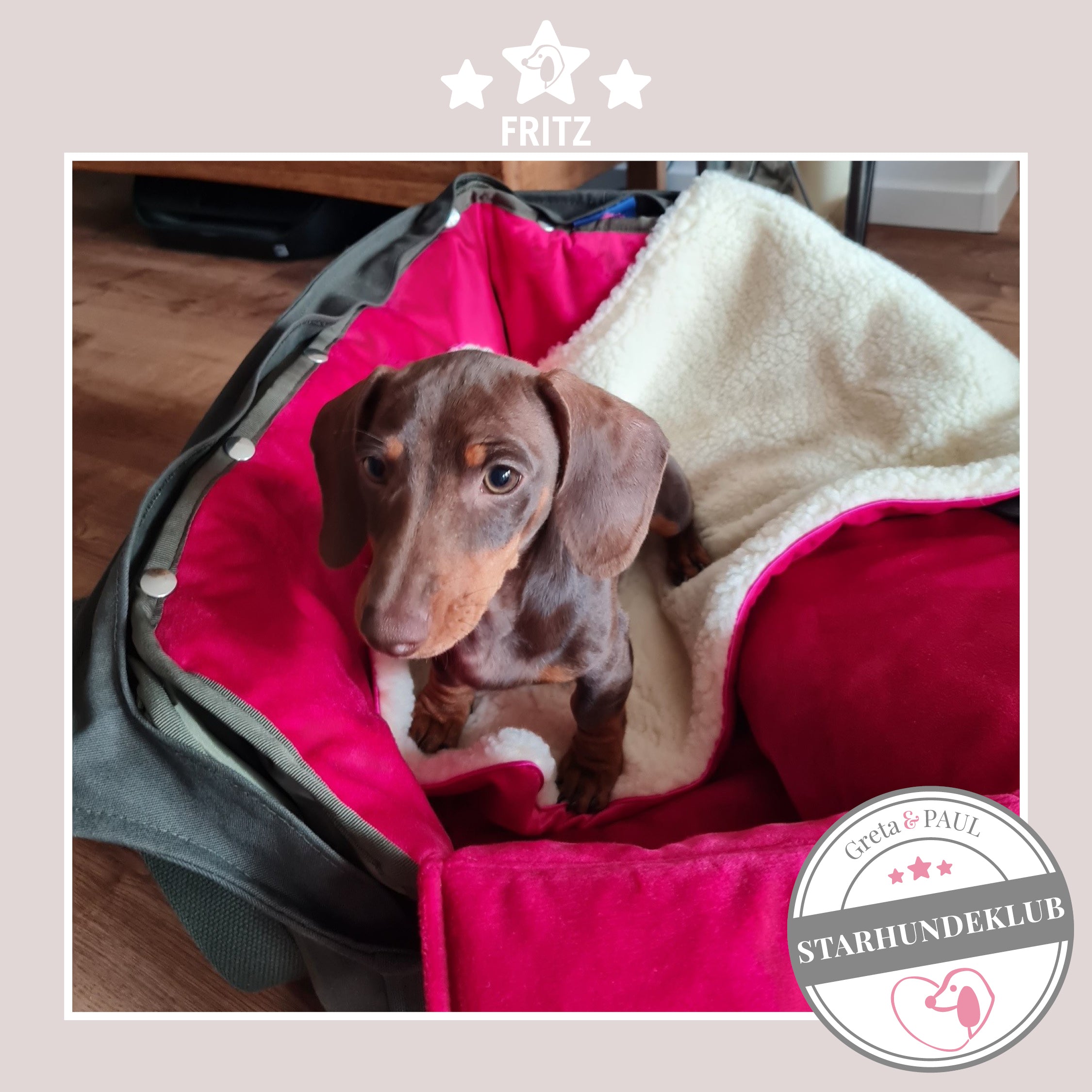 Starhundeklub-Mitglied Fritz sitzt in seiner gemütlichen, handgefertigten Canvas-Hundetasche von Greta & PAUL.