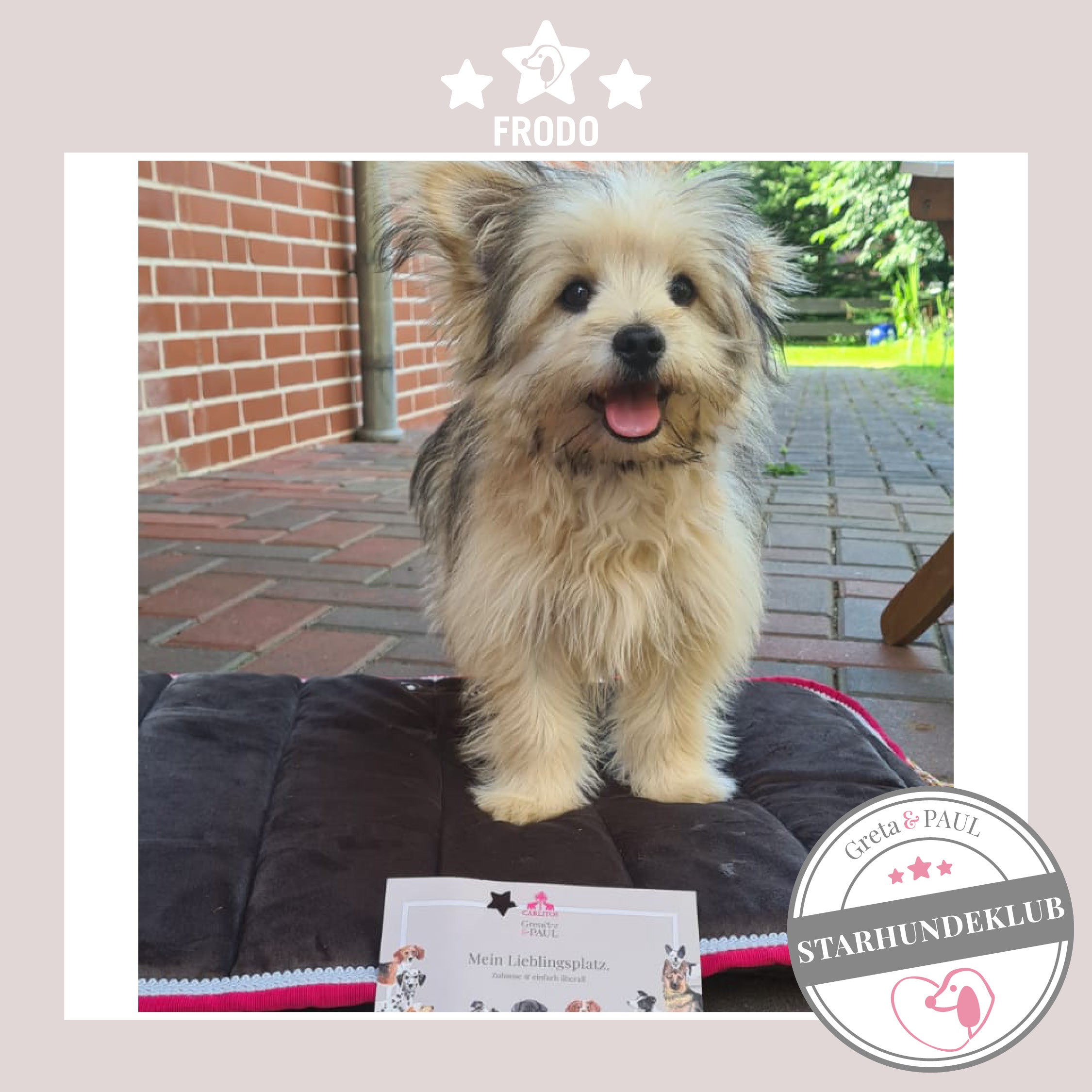 Starhundeklub-Mitglied Frodo steht auf seinem gemütlichen Hundepad von Greta & PAUL.