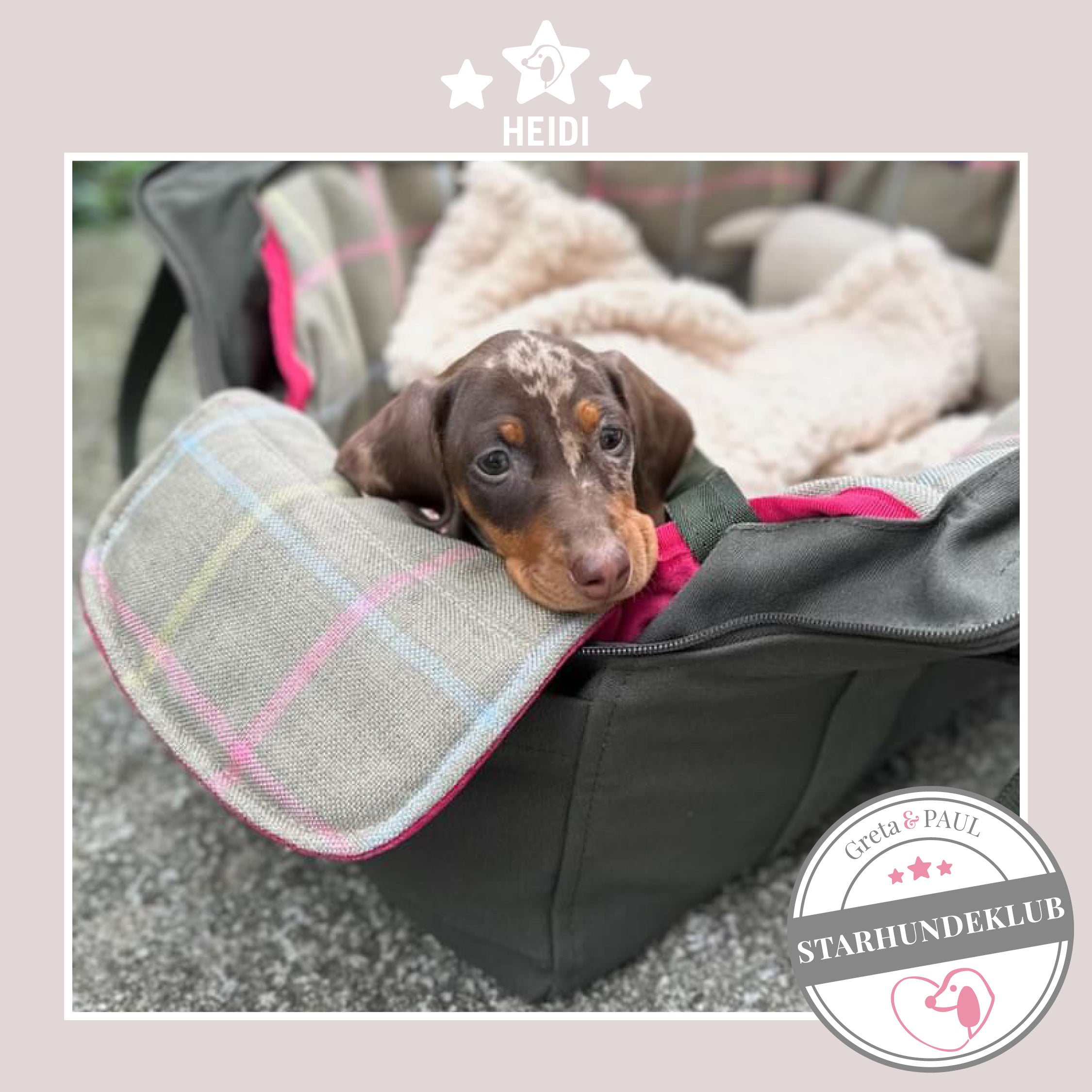 Starhundeklub-Mitglied Heidi guckt aus ihrer gemütlichen, handgefertigten Canvas-Hundetasche von Greta & PAUL.
