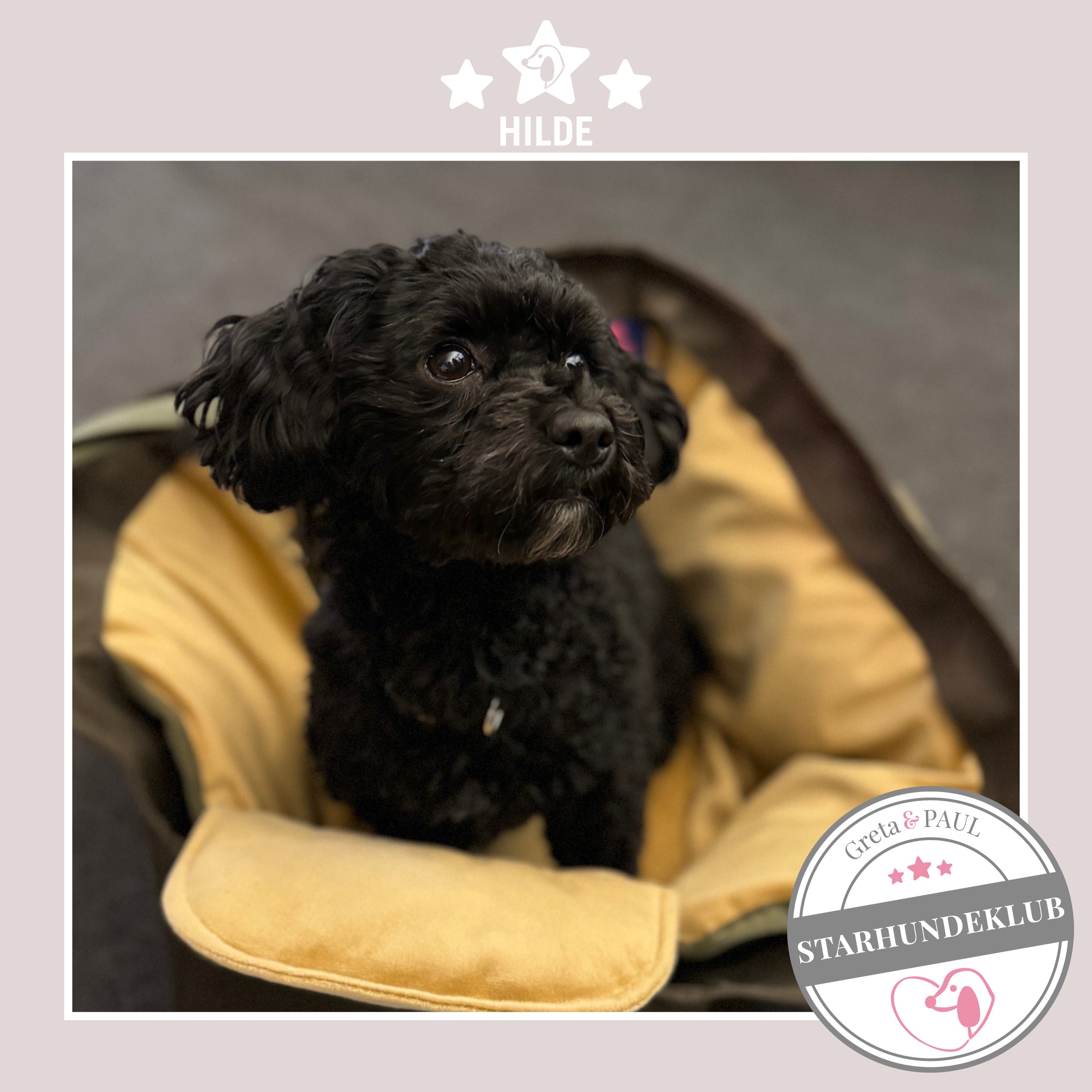 Starhundeklub-Mitglied Hilde sitzt in ihrer gemütlichen, handgefertigten Canvas-Hundetasche von Greta & PAUL.