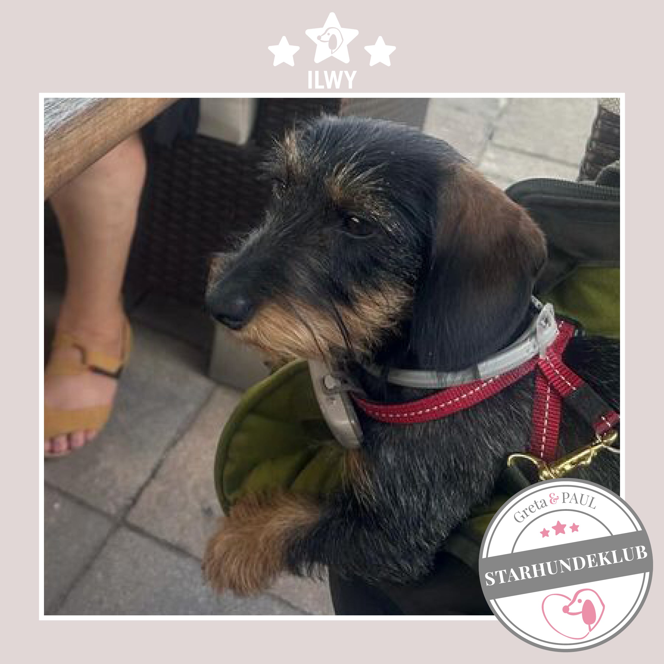 Starhundeklub-Mitglied Ilwy guckt aus ihrer gemütlichen, handgefertigten Canvas-Hundetasche von Greta & PAUL.