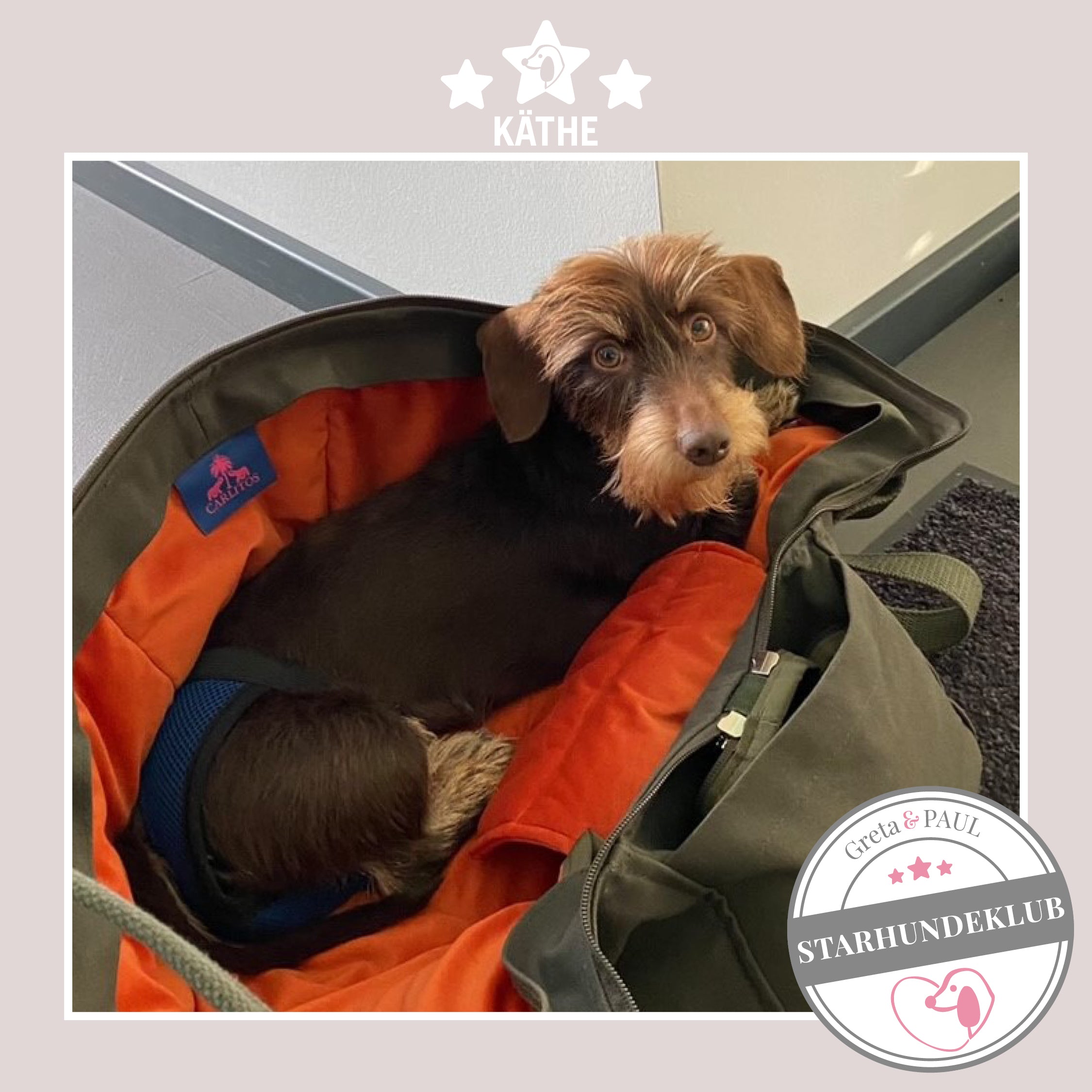 Starhundeklub-Mitglied Fritz Kähte in ihrer gemütlichen, handgefertigten Canvas-Hundetasche von Greta & PAUL.