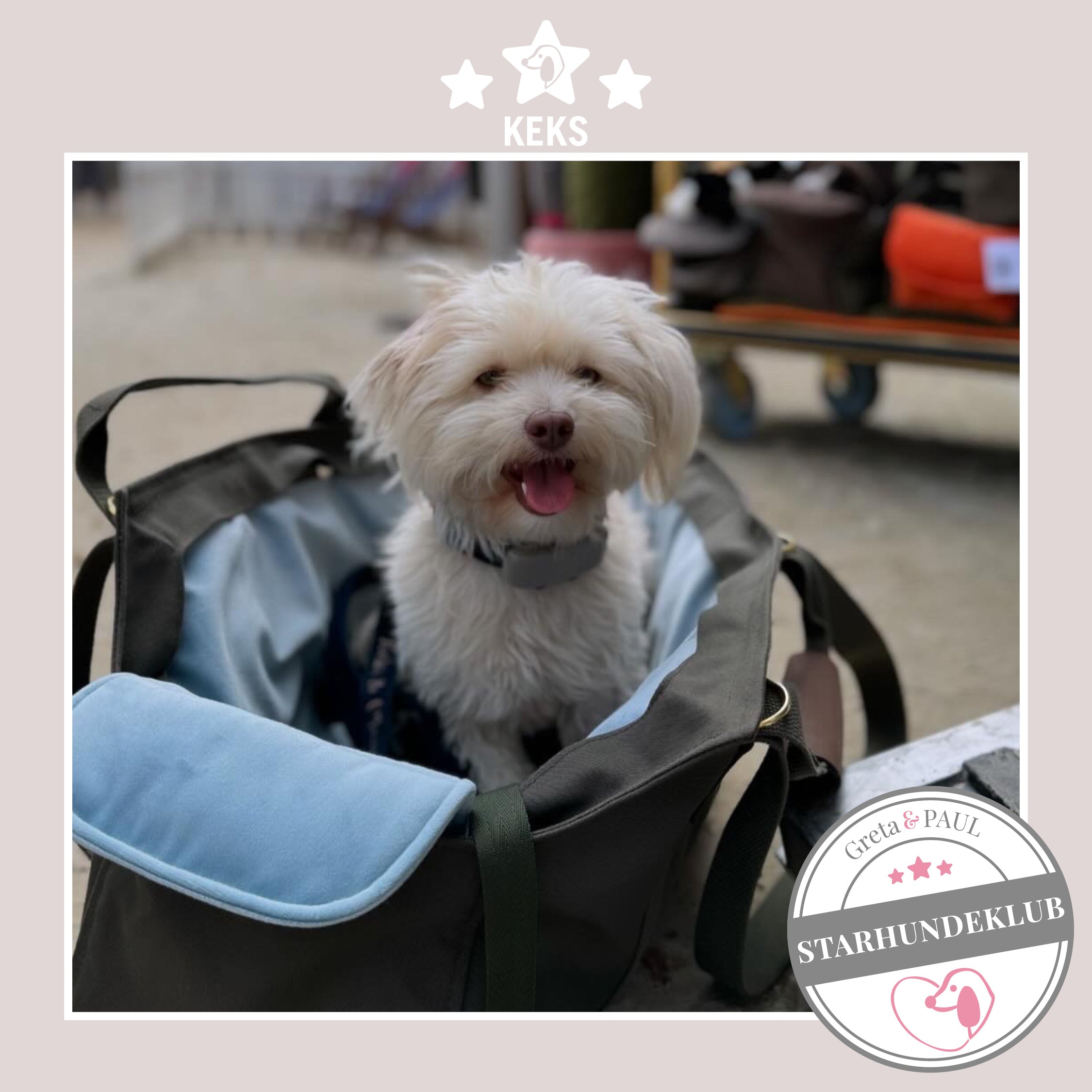 Starhundeklub-Mitglied Keks sitzt in seiner gemütlichen, handgefertigten Canvas-Hundetasche von Greta & PAUL.