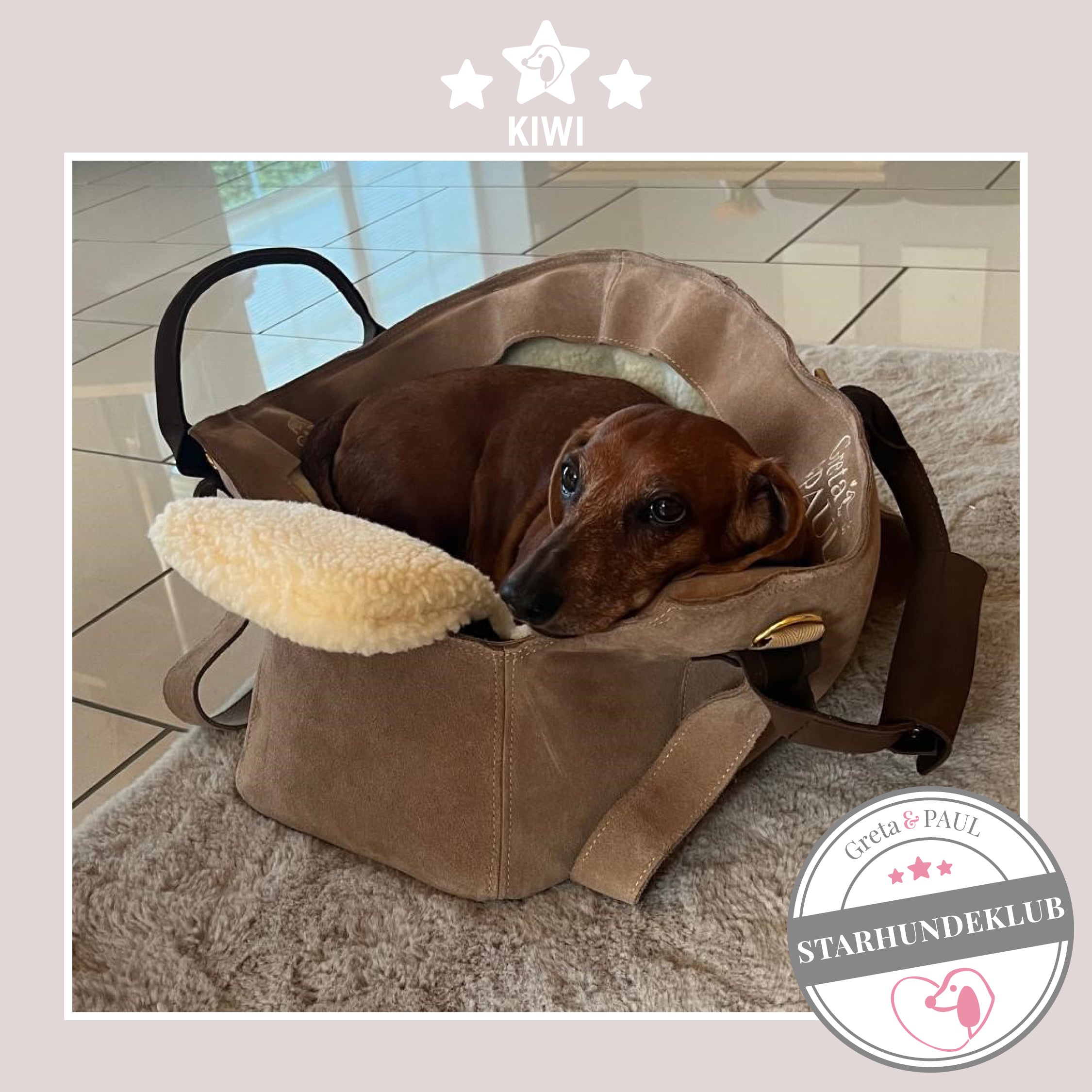 Starhundeklub-Mitglied Kiwi sitzt in ihrer gemütlichen, handgefertigten Wildleder-Hundetasche von Greta & PAUL.