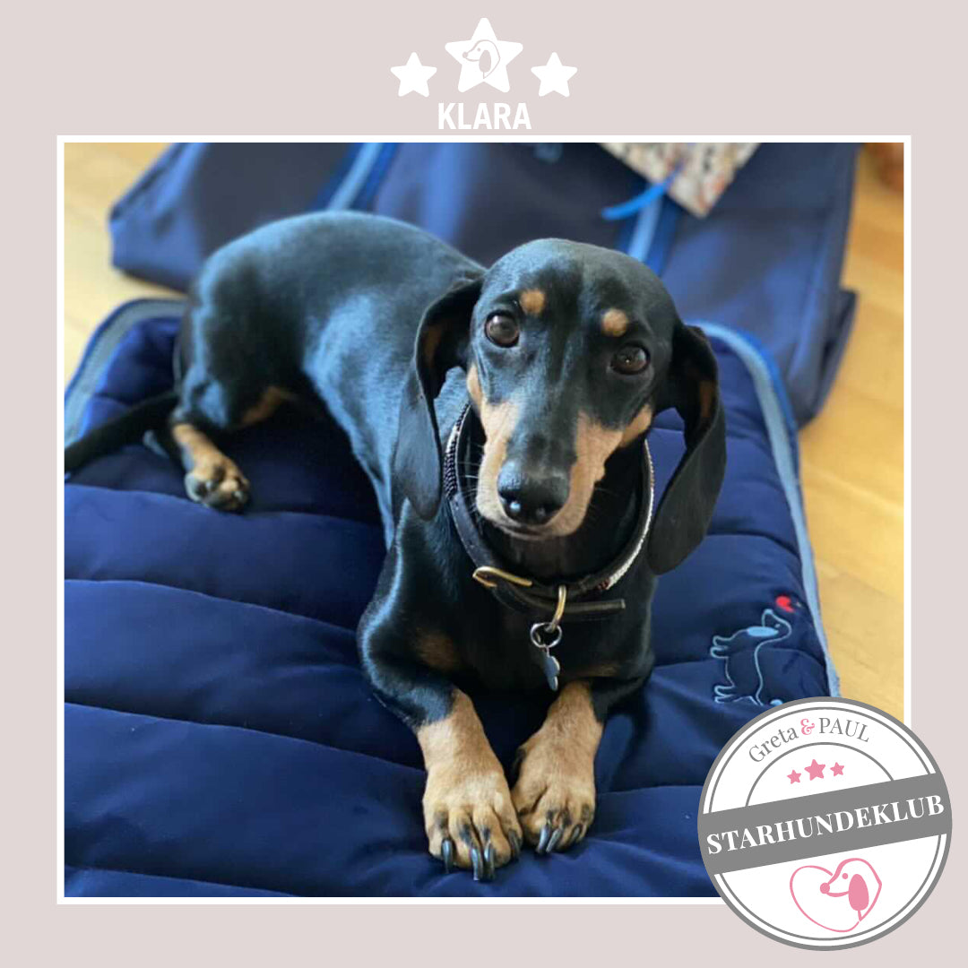 Starhundeklub-Mitglied Klara liegt auf ihrem gemütlichen Hundepad von Greta & PAUL.
