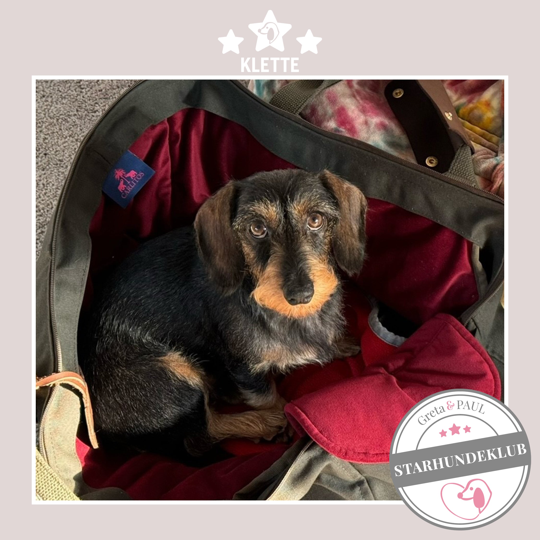 Starhundeklub-Mitglied Klette sitzt in ihrer gemütlichen, handgefertigten Canvas-Hundetasche von Greta & PAUL.
