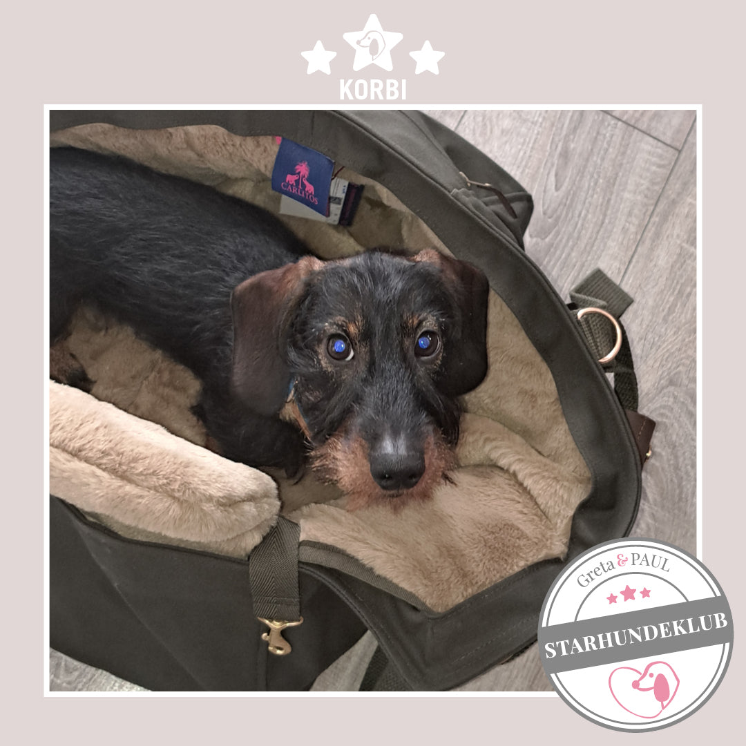 Starhundeklub-Mitglied Korbi liegt in seiner gemütlichen Canvas-Hundetasche von Greta & PAUL.