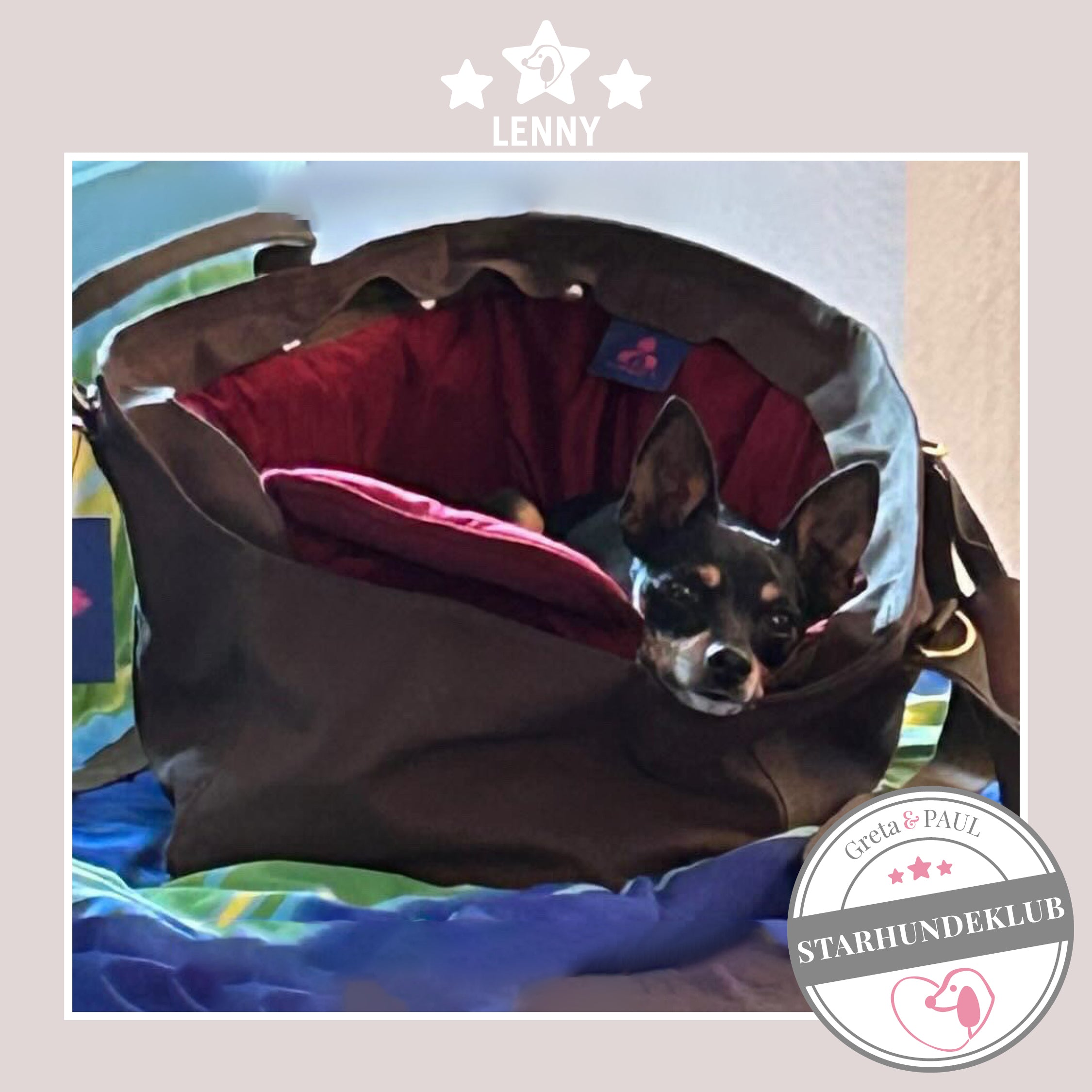 Starhundeklub-Mitglied Lenny guckt aus ihrer gemütlichen, handgefertigten Canvas-Hundetasche von Greta & PAUL.