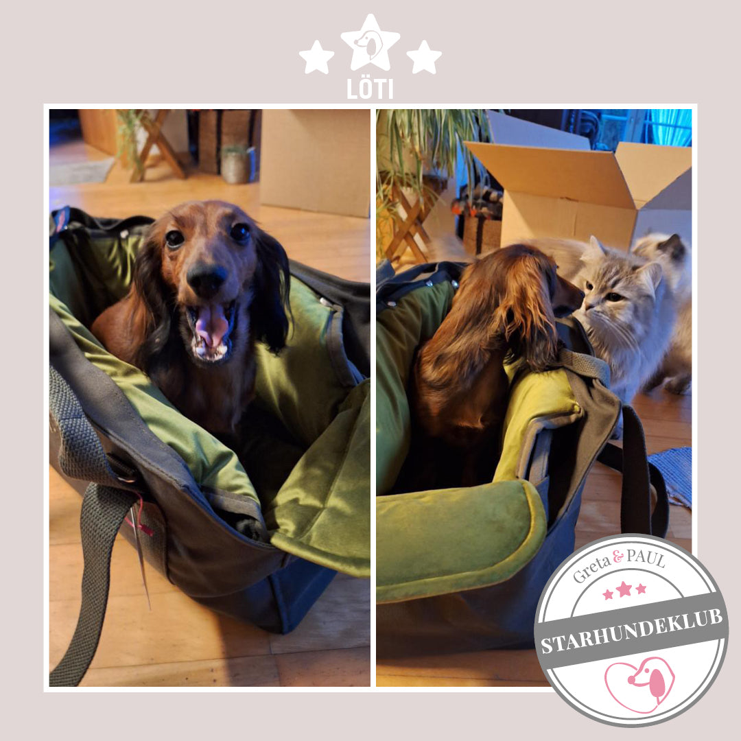 Eine Bildcollage zeigt Starhundeklub-Mitglied Löti, wie sie in ihrer gemütlichen Premium-Hundetasche von Greta & PAUL sitzt.