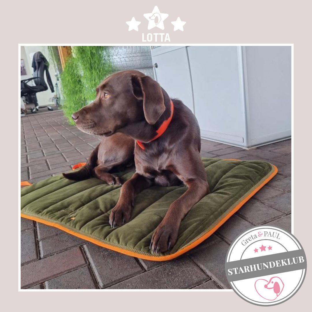 Starhundeklub-Mitglied Lotta liegt auf ihrem gemütlichen Hundepad von Greta & PAUL.