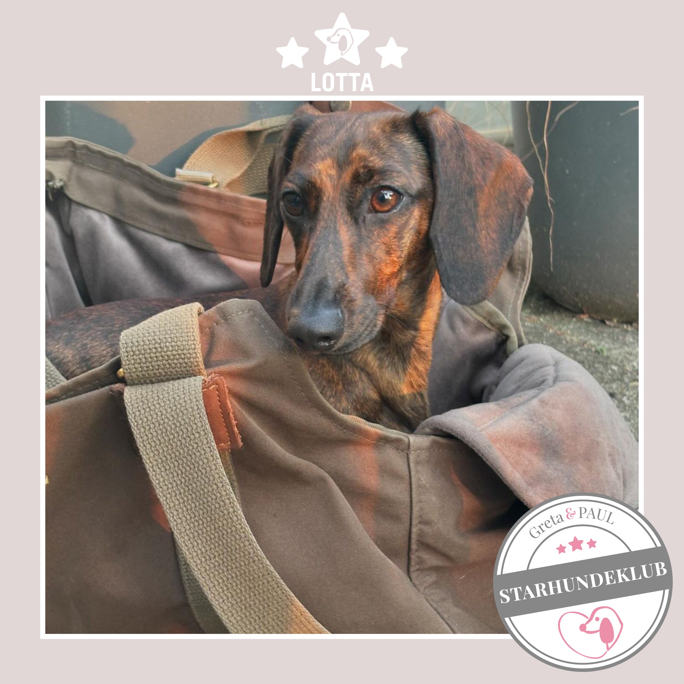 Starhundeklub-Mitglied Lotta guckt aus ihrer gemütlichen, handgefertigten Canvas-Hundetasche von Greta & PAUL.