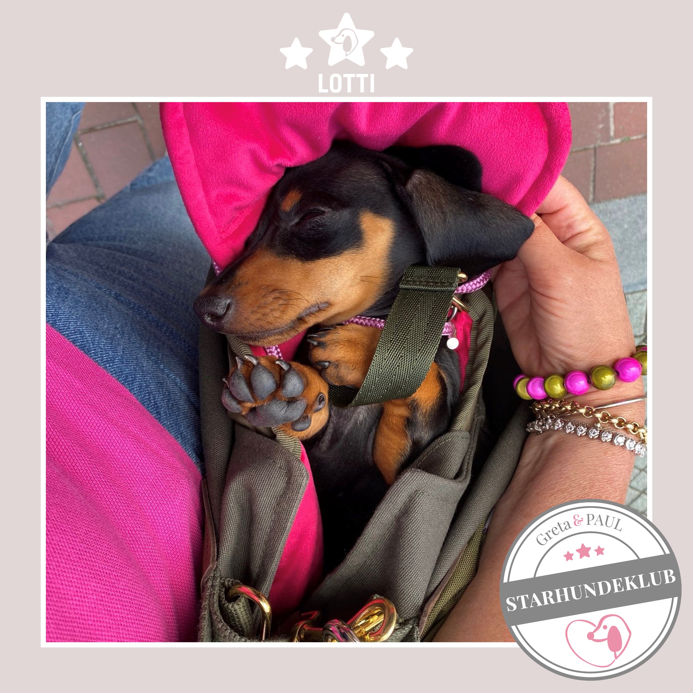 Starhundeklub-Mitglied Lotti liegt in ihrer gemütlichen, handgefertigten Canvas-Hundetasche von Greta & PAUL.