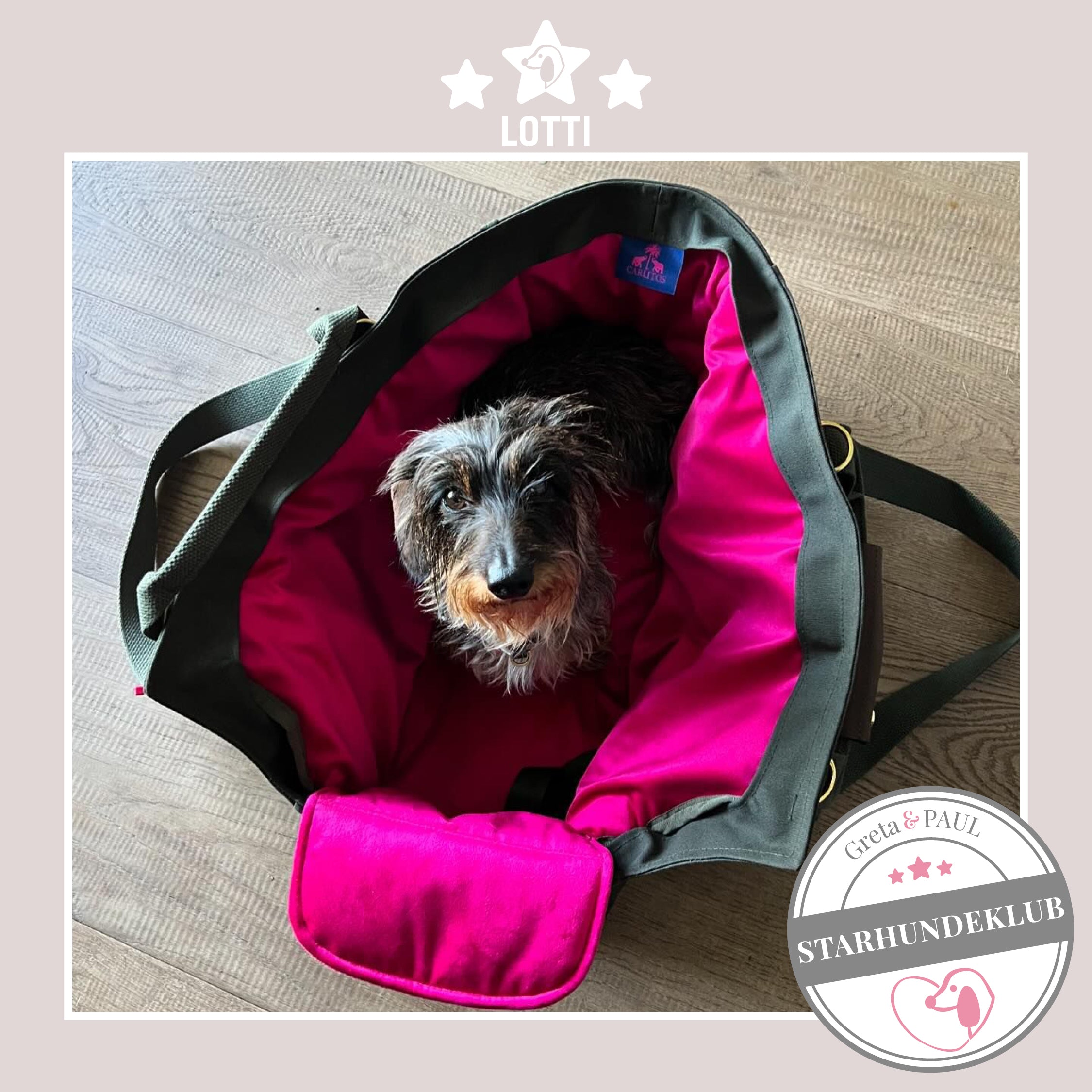 Starhundeklub-Mitglied Lotti sitzt in ihrer gemütlichen, handgefertigten Canvas-Hundetasche von Greta & PAUL.