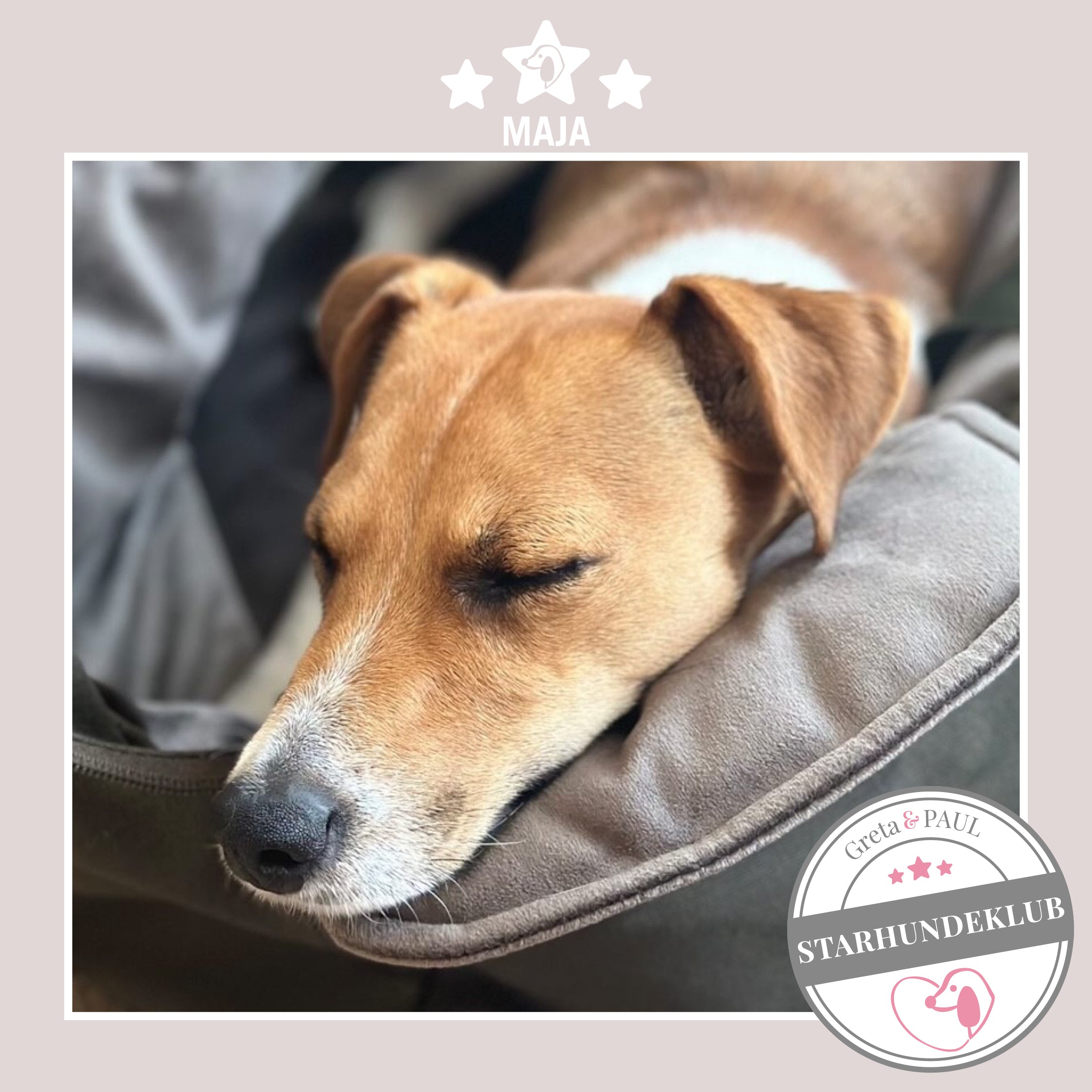 Starhundeklub-Mitglied Maja schläft in ihrer gemütlichen, handgefertigten Canvas-Hundetasche von Greta & PAUL.