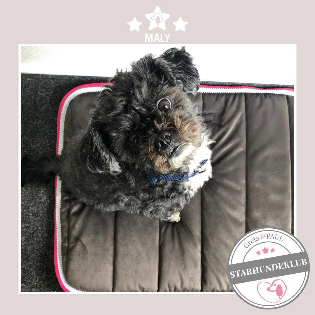 Starhundeklub-Mitglied Maly sitzt auf dem Hundepad von Greta & PAUL.