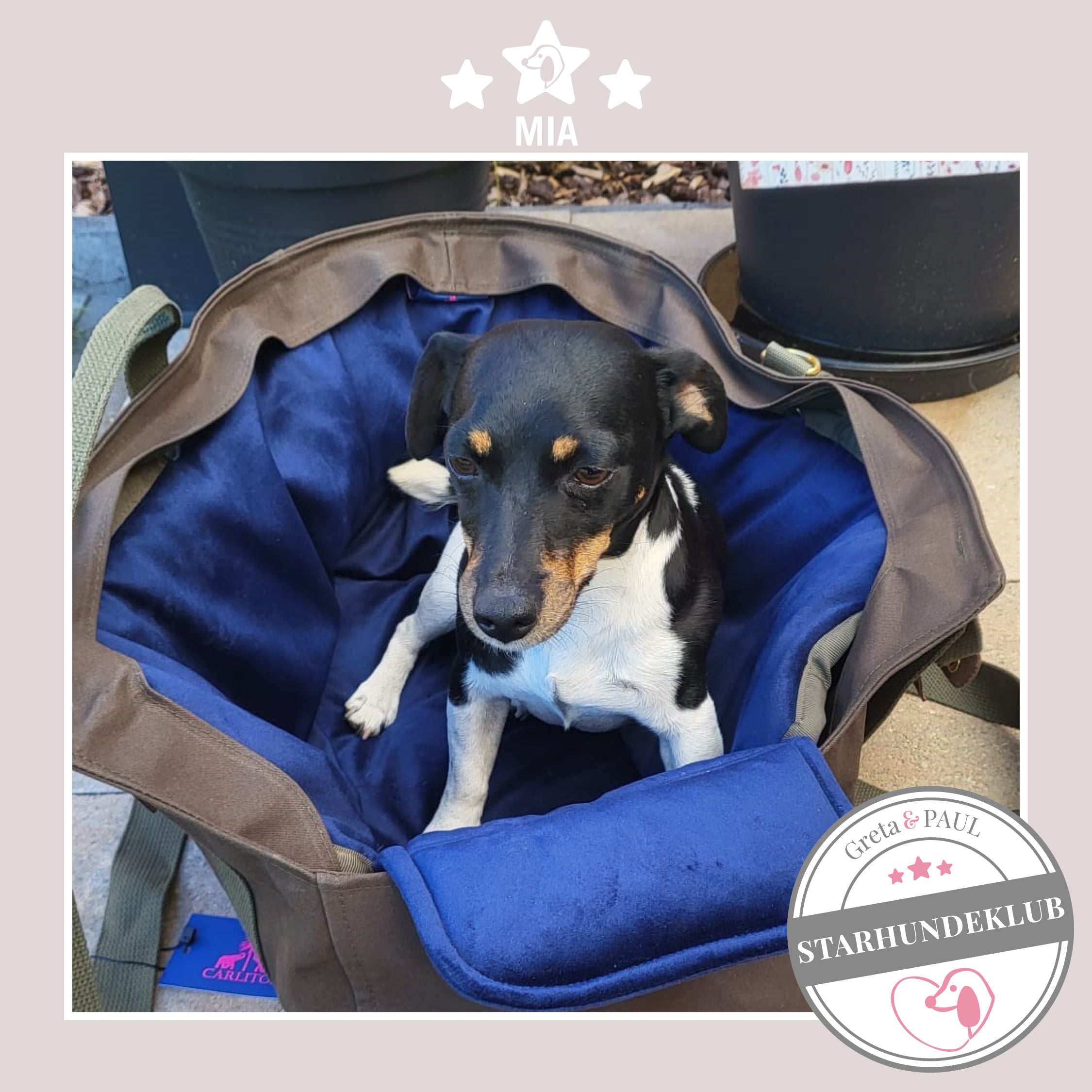 Starhundeklub-Mitglied Mia sitzt in ihrer gemütlichen, handgefertigten Canvas-Hundetasche von Greta & PAUL.
