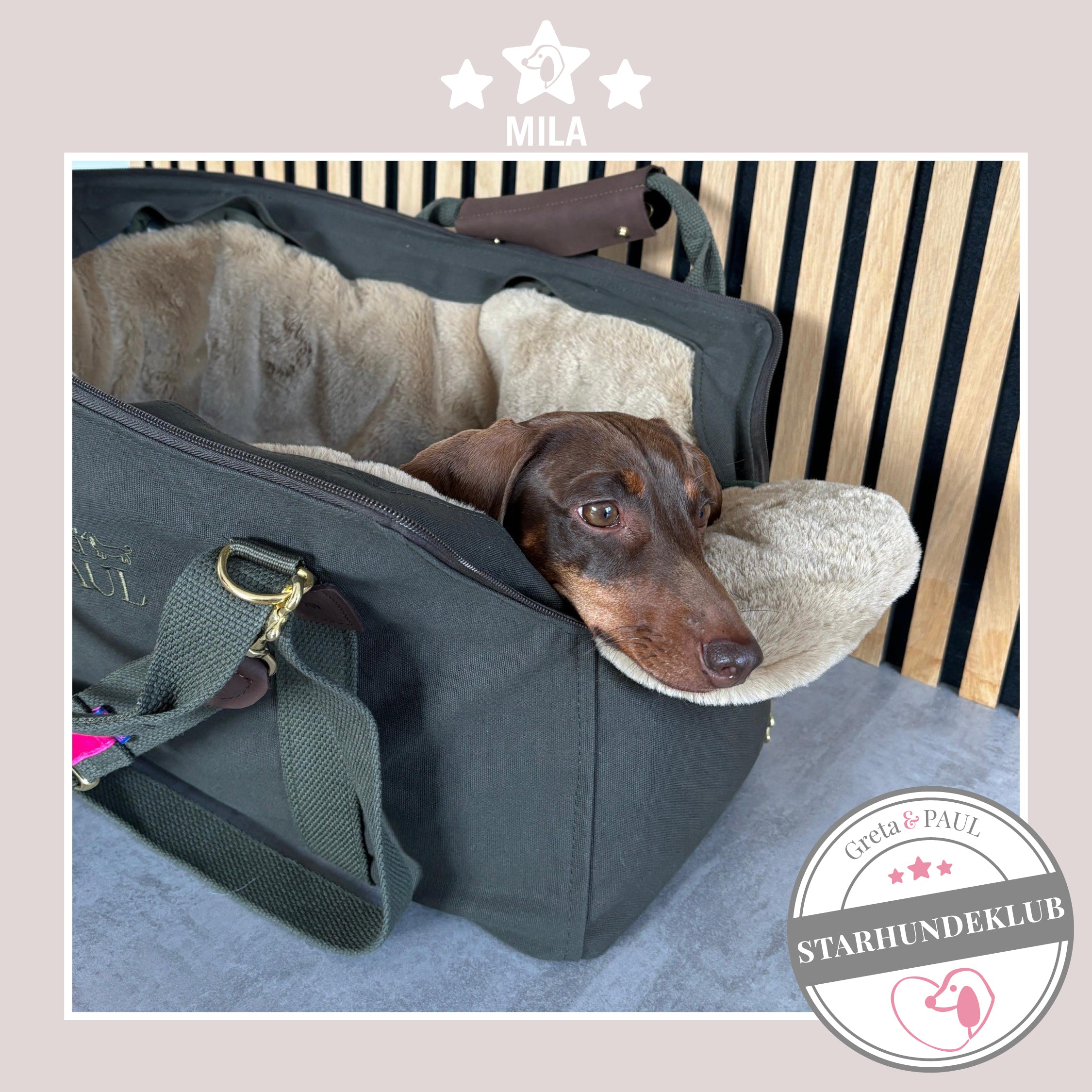 Starhundeklub-Mitglied Mila guckt aus ihrer gemütlichen, handgefertigten Canvas-Hundetasche von Greta & PAUL.
