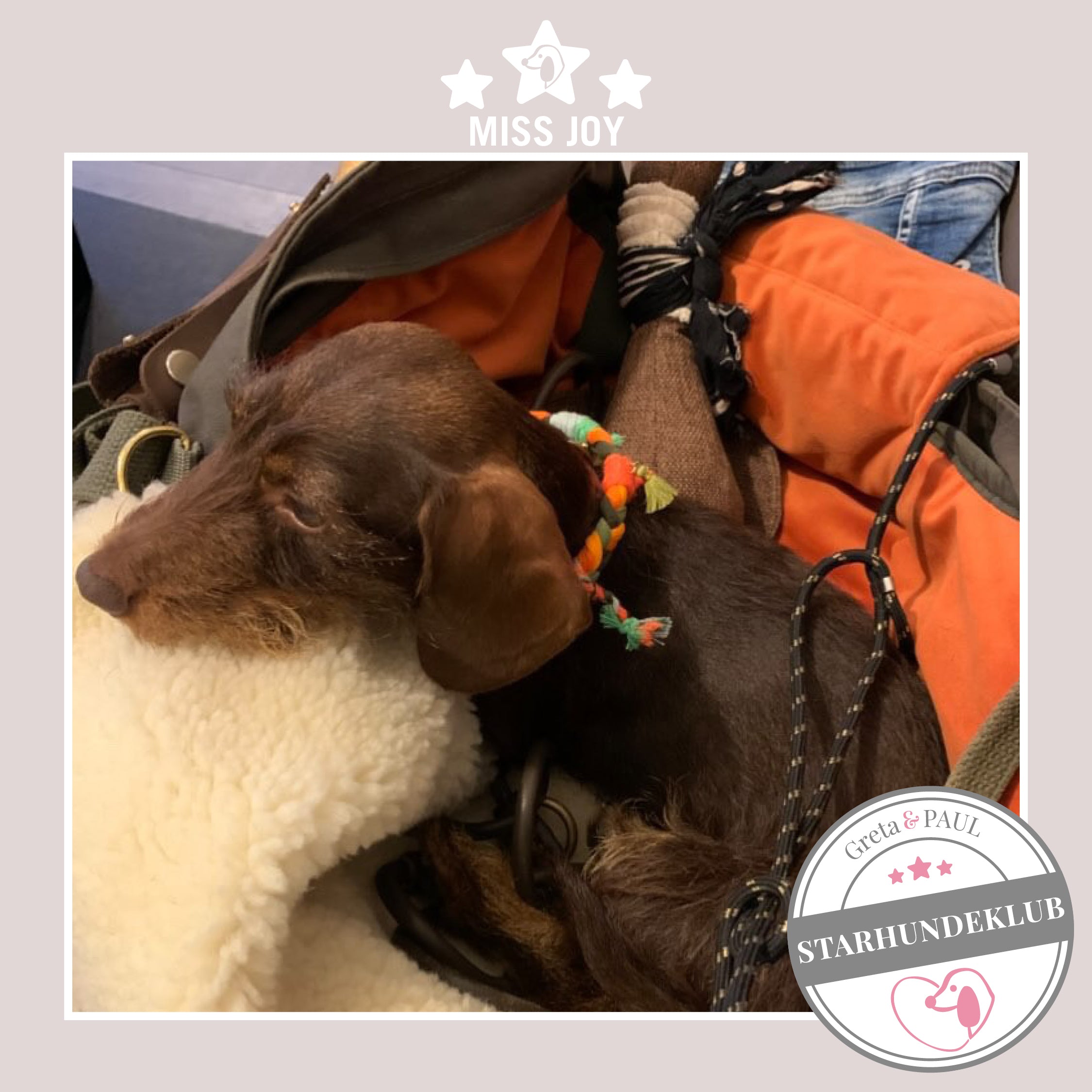 Starhundeklub-Mitglied Miss Joy sitzt in ihrer gemütlichen, handgefertigten Canvas-Hundetasche von Greta & PAUL.