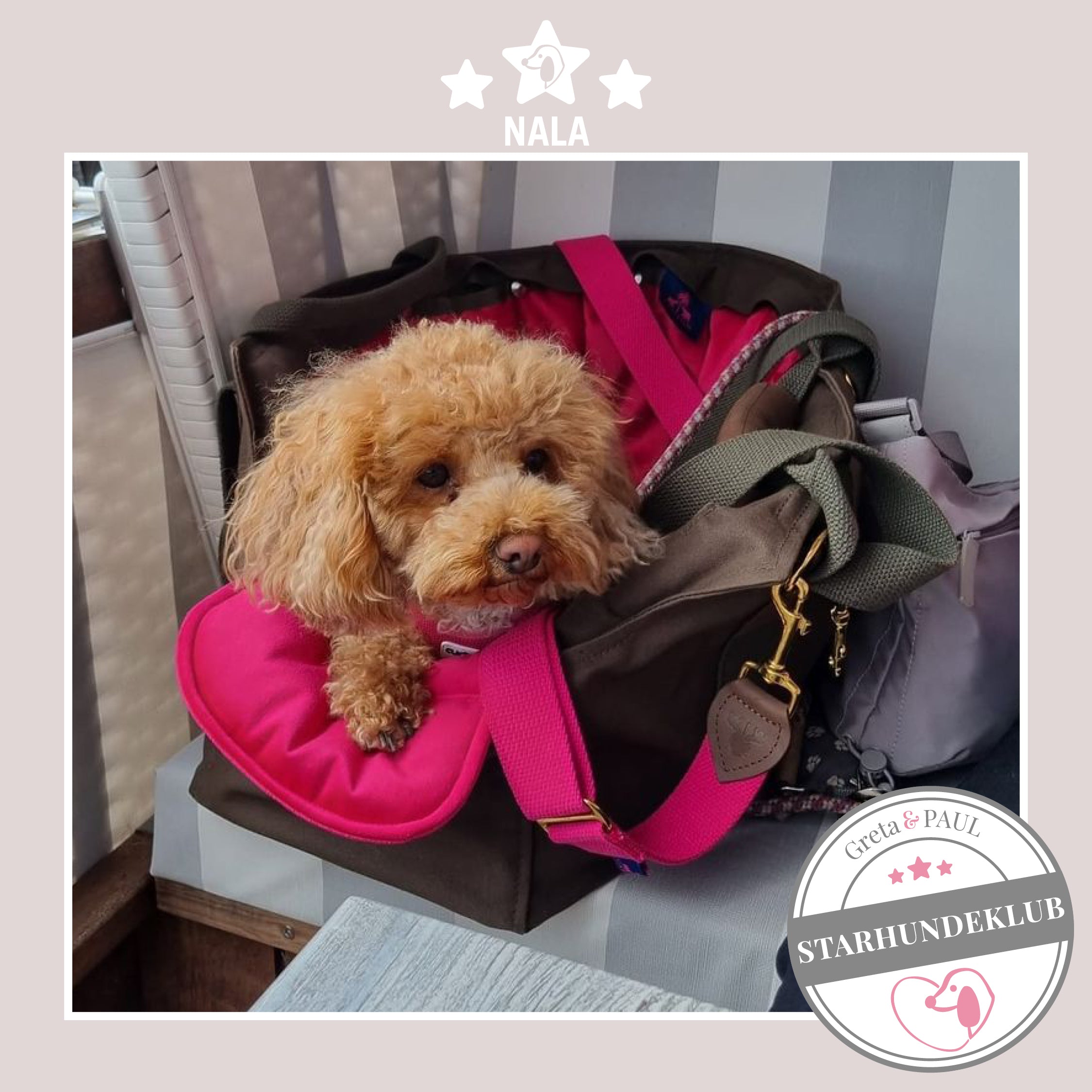 Starhundeklub-Mitglied Nala sitzt in ihrer gemütlichen, handgefertigten Canvas-Hundetasche von Greta & PAUL.