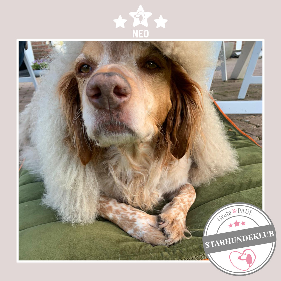 Starhundeklub-Mitglied Neo liegt auf dem Hundepad von Greta & PAUL.