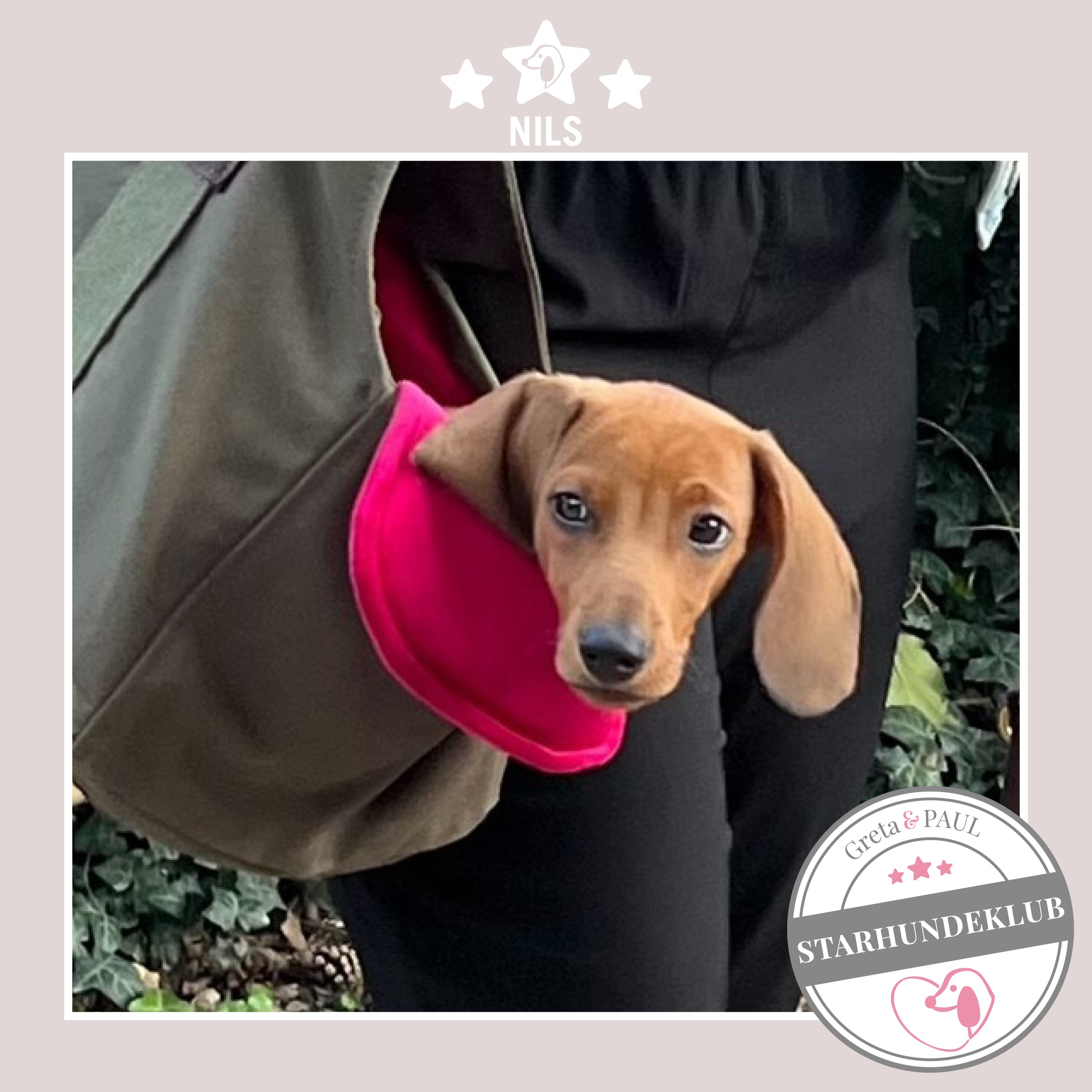 Starhundeklub-Mitglied Nils guckt aus seiner gemütlichen, handgefertigten Canvas-Hundetasche von Greta & PAUL.