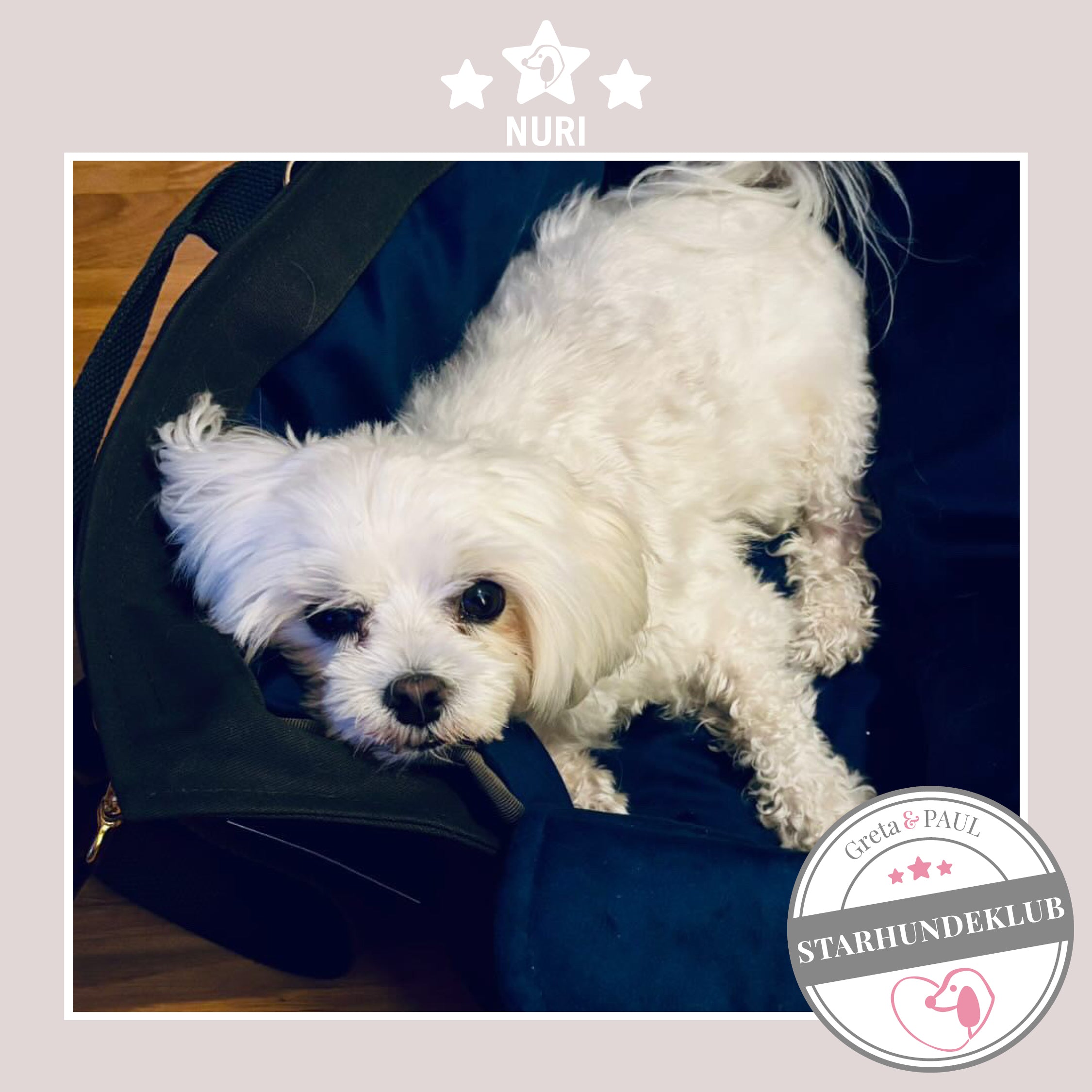 Starhundeklub-Mitglied Nuri liegt in ihrer gemütlichen, handgefertigten Canvas-Hundetasche von Greta & PAUL.