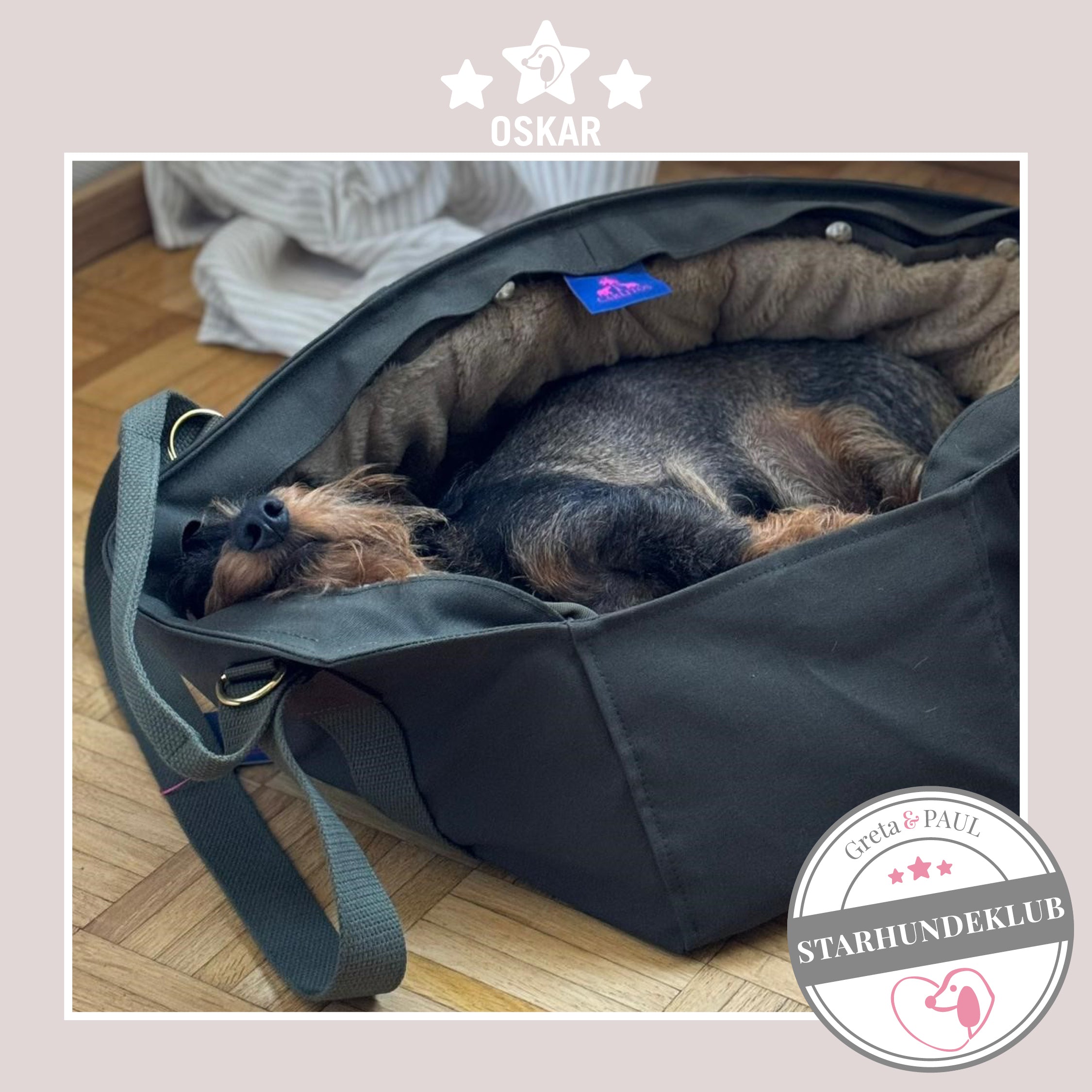 Starhundeklub-Mitglied Oskar liegt in seiner gemütlichen, handgefertigten Canvas-Hundetasche von Greta & PAUL.