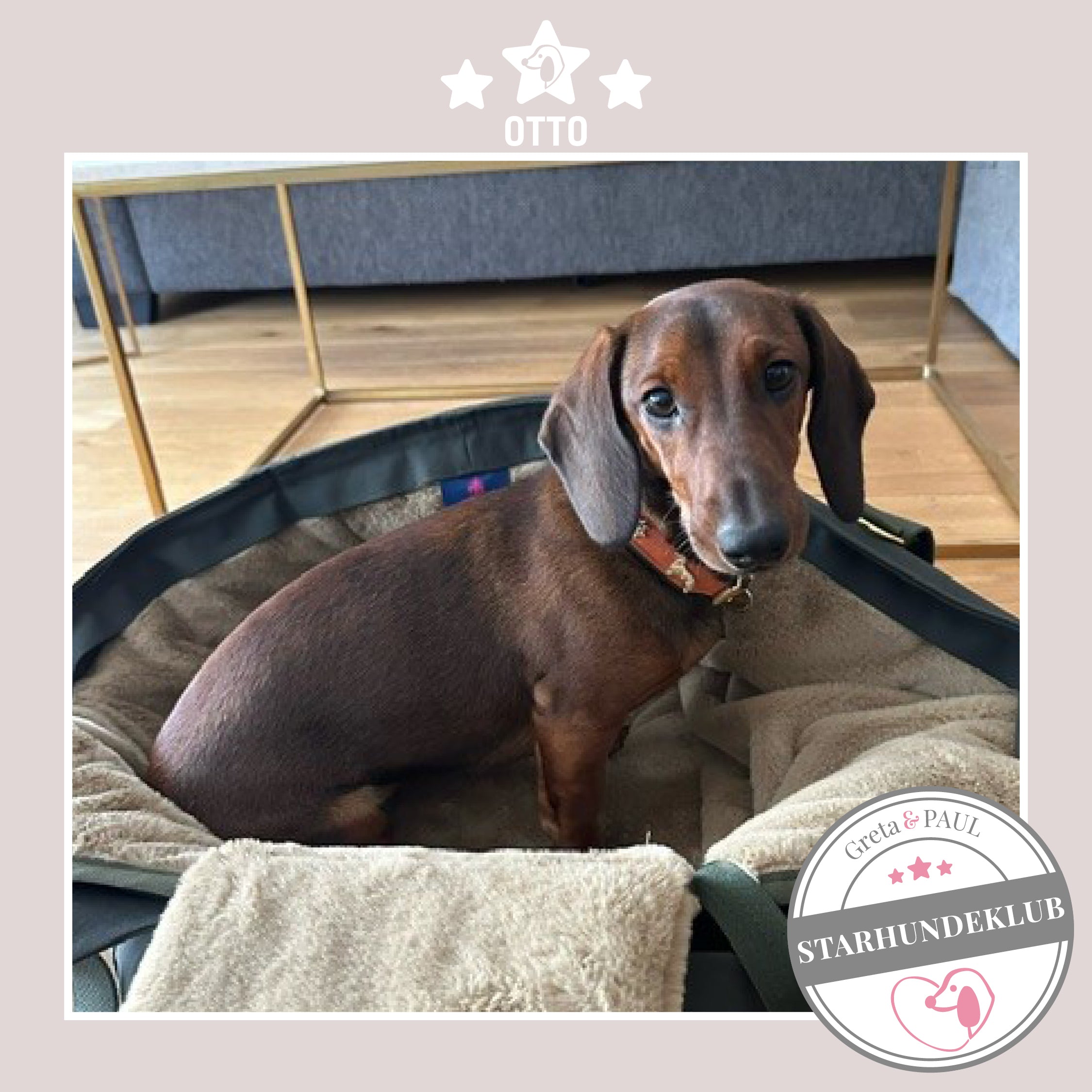 Starhundeklub-Mitglied Otto sitzt in seiner gemütlichen, handgefertigten Canvas-Hundetasche von Greta & PAUL.