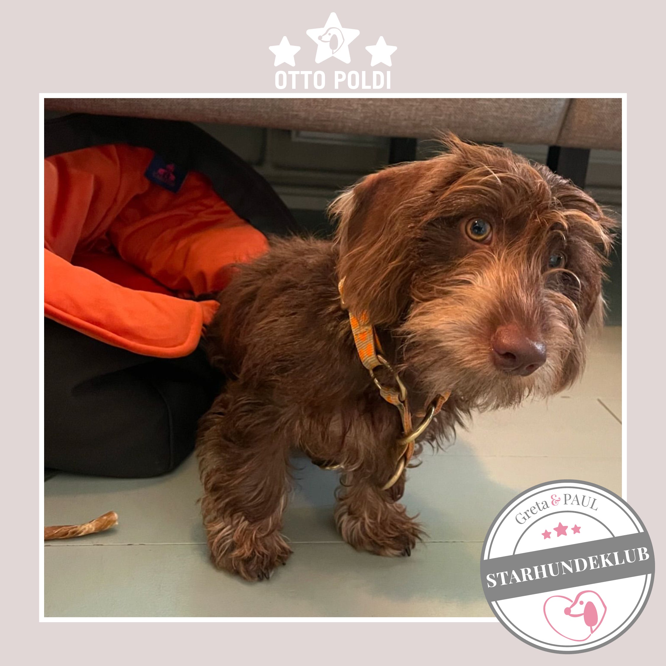 Starhundeklub-Mitglied Otto-Poldi guckt aus seiner gemütlichen, handgefertigten Canvas-Hundetasche von Greta & PAUL.