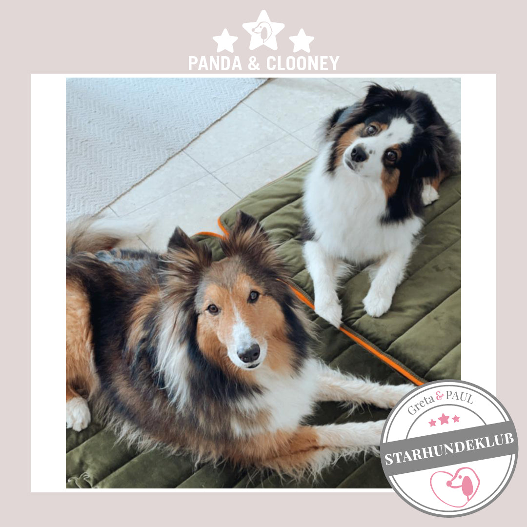 Starhundeklub-Mitglieder Panda und Clooney liegen auf ihren gemütlichen Hundepads von Greta & PAUL.